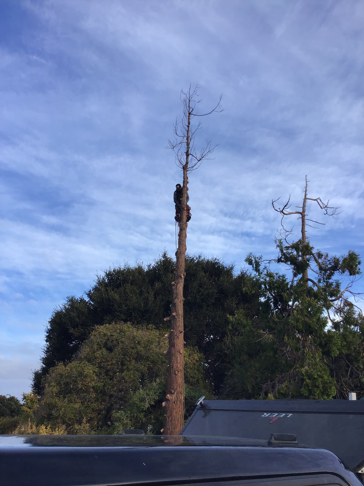 Allen Tree Services