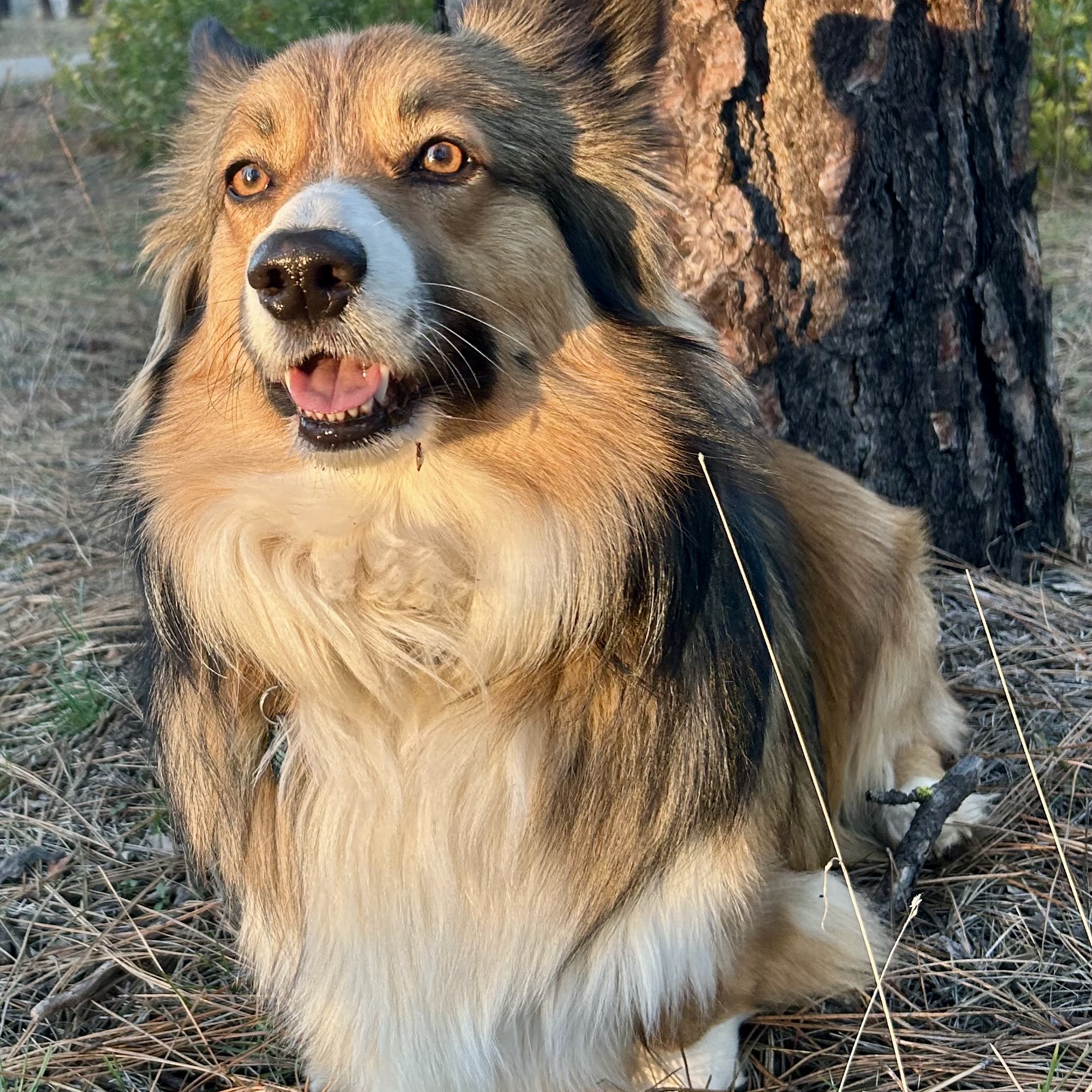 Burney Veterinary Hospital Burney