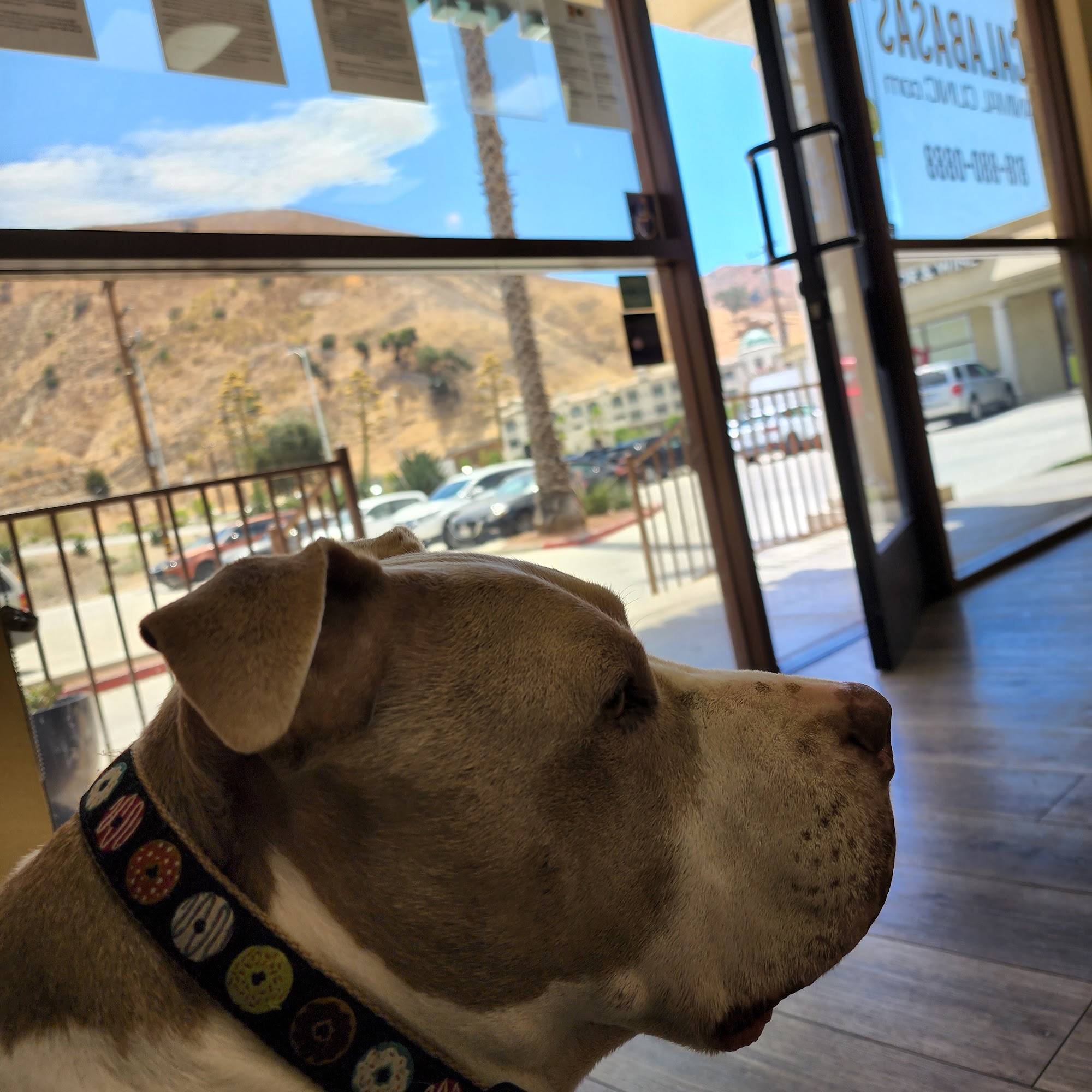 Calabasas Animal Clinic & Holistic Veterinary Center Calabasas