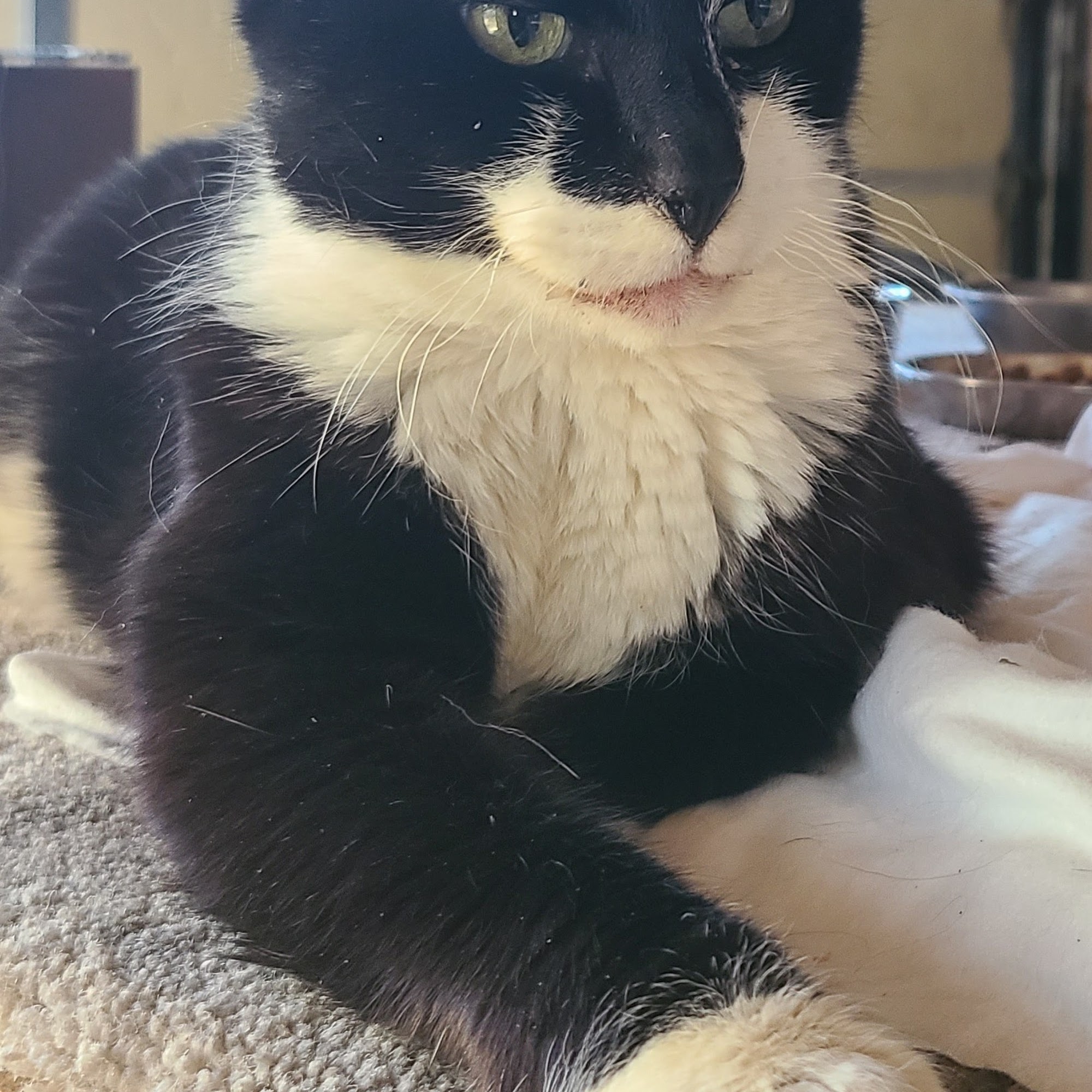 All Animals Veterinary Hospital Calabasas