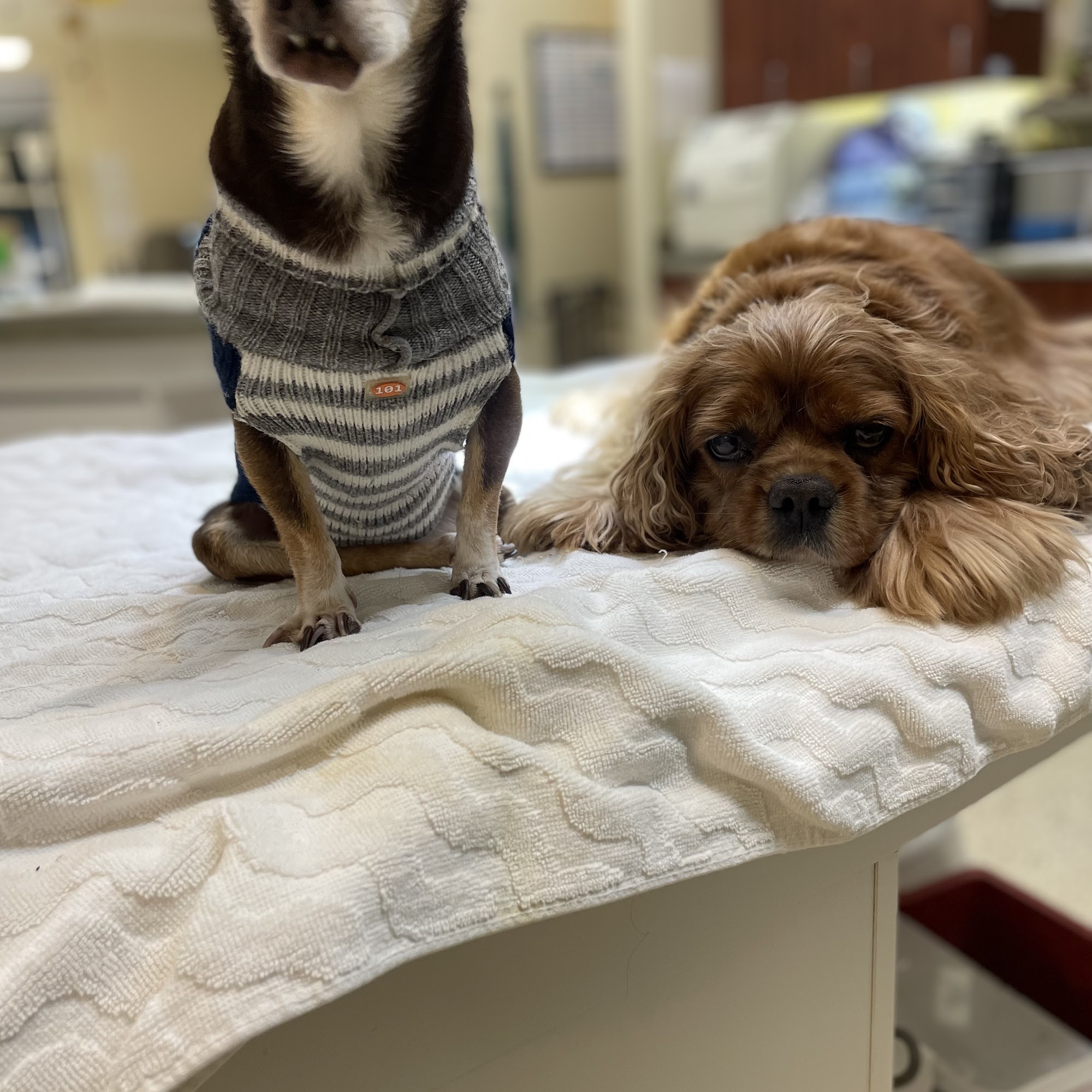 Calistoga Pet Clinic Calistoga