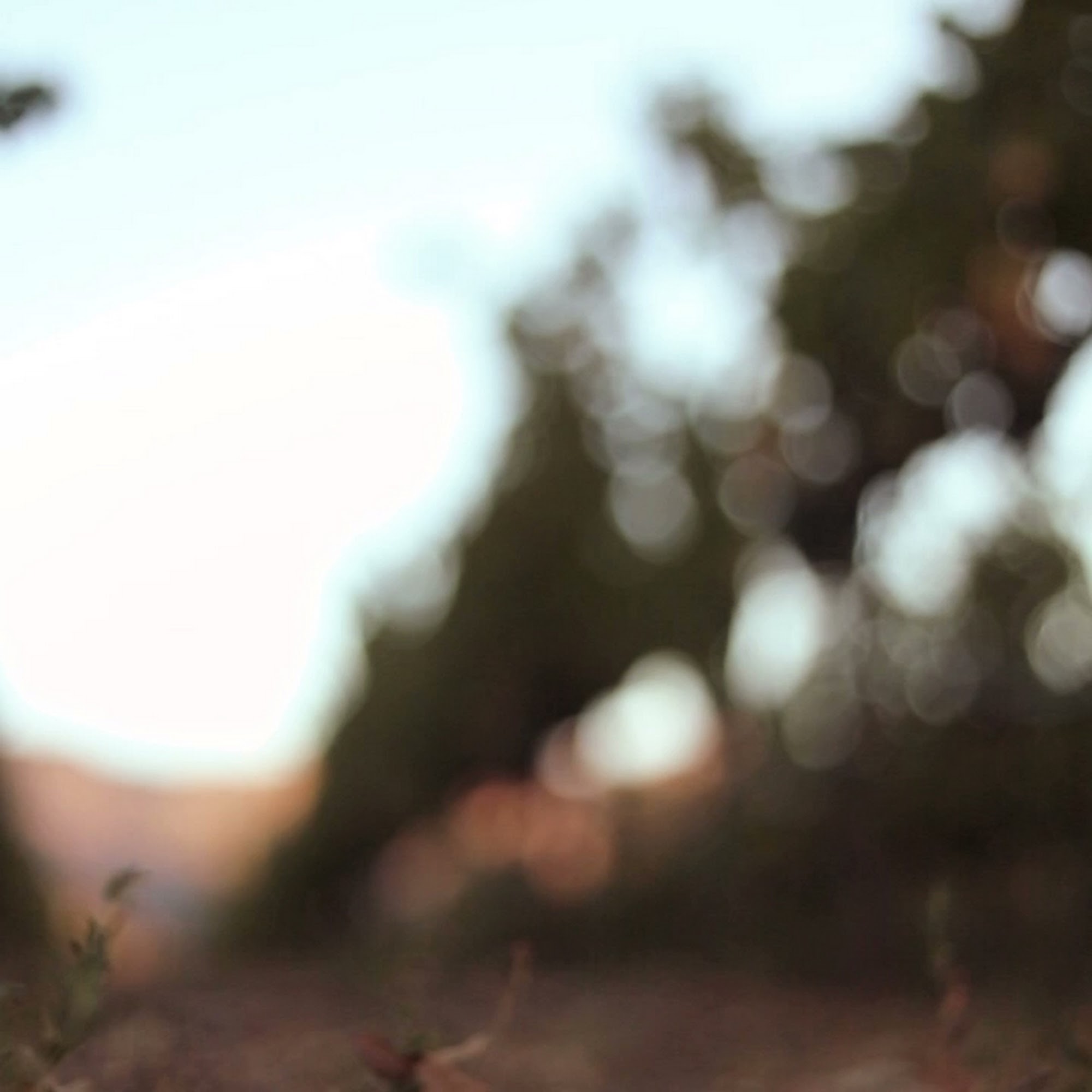 Work Vineyard Calistoga