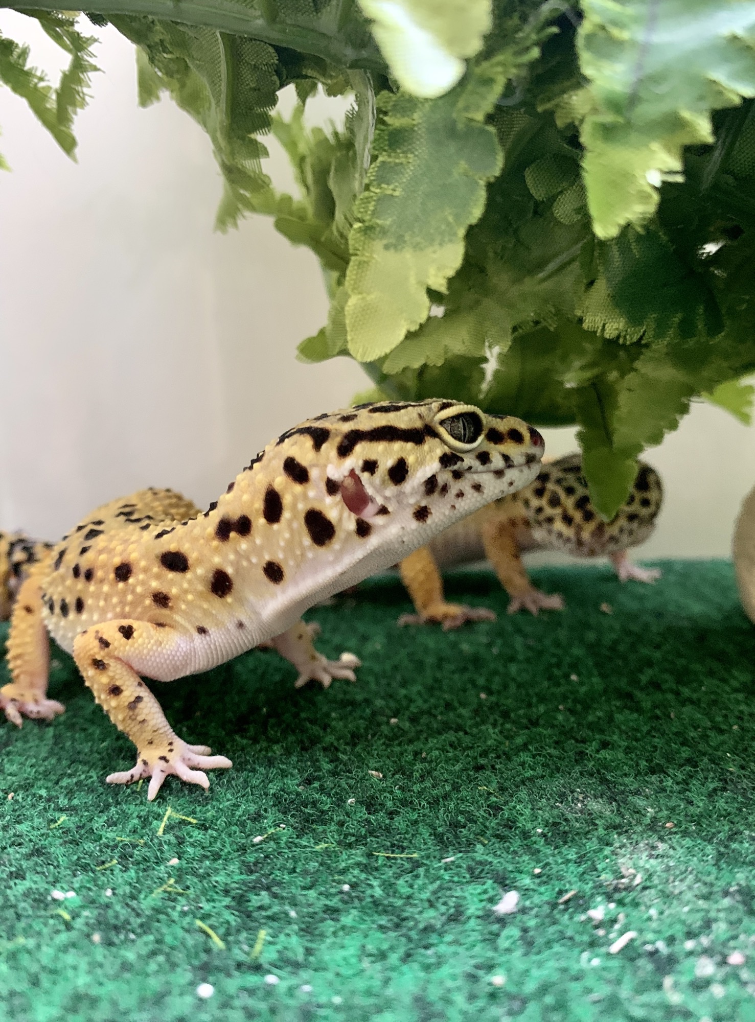 Pet Supplies Plus Camarillo Camarillo