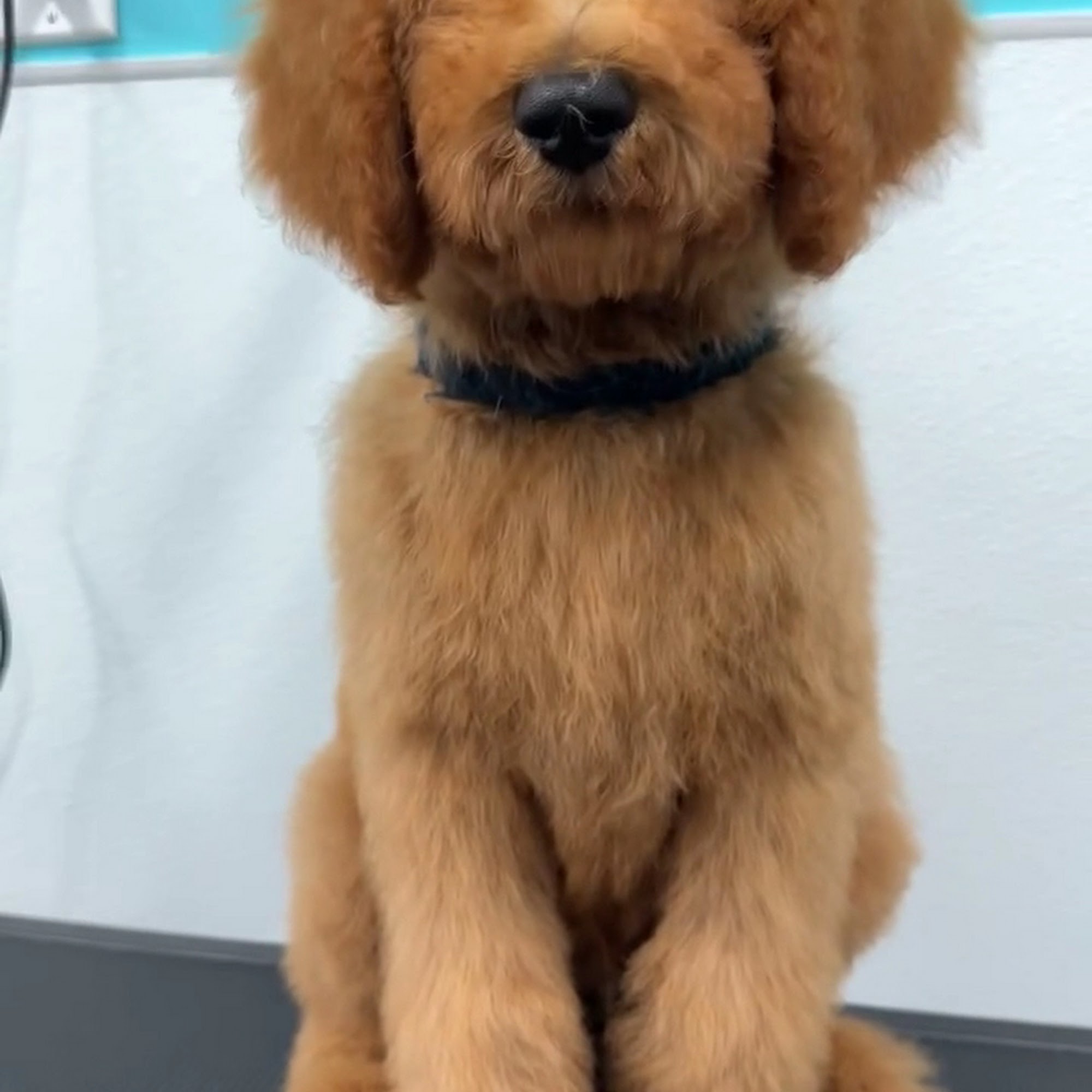 Deborah's Pet Makeover Camarillo