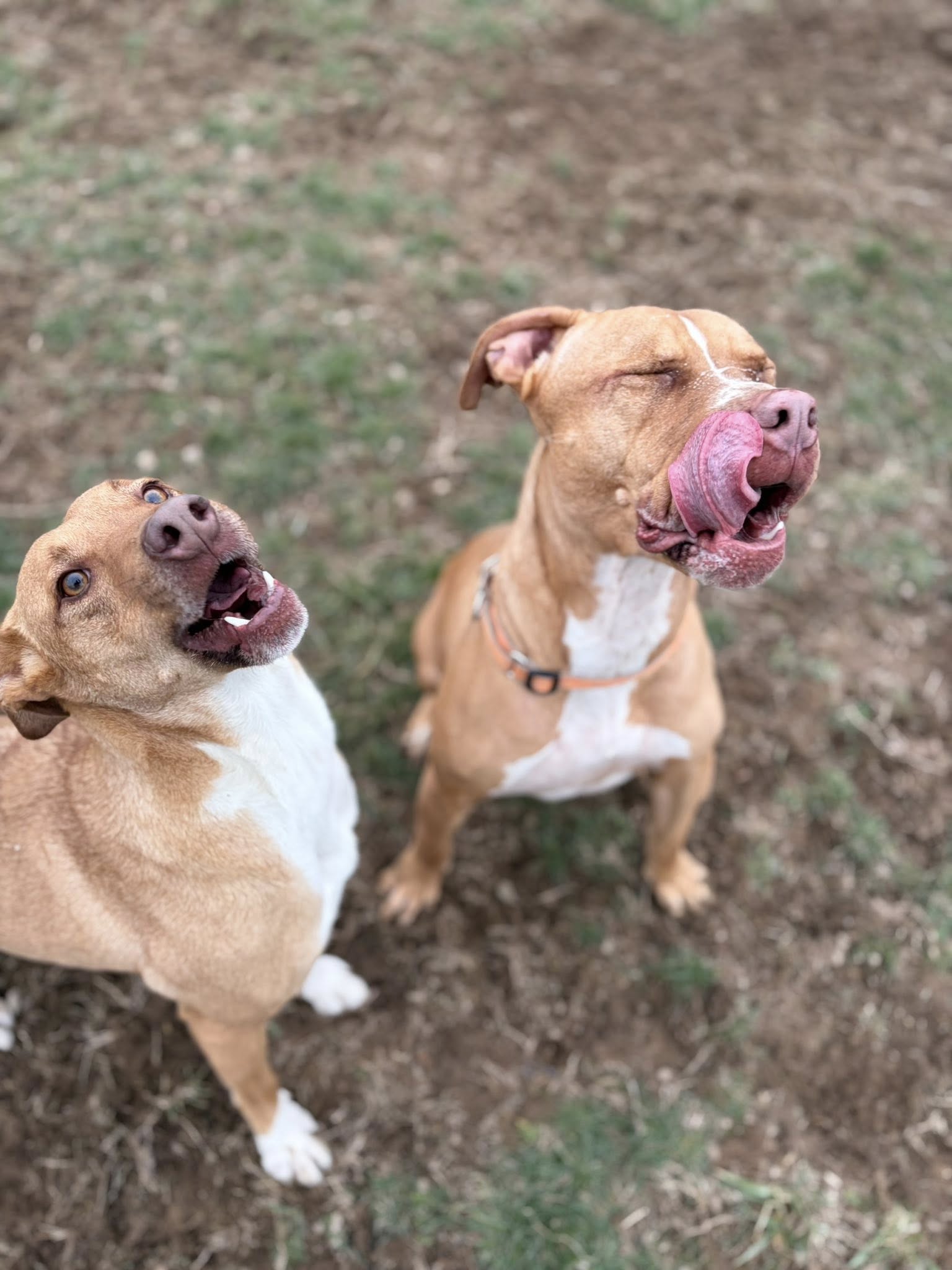 Pawsitive Pup Dog Training Camarillo