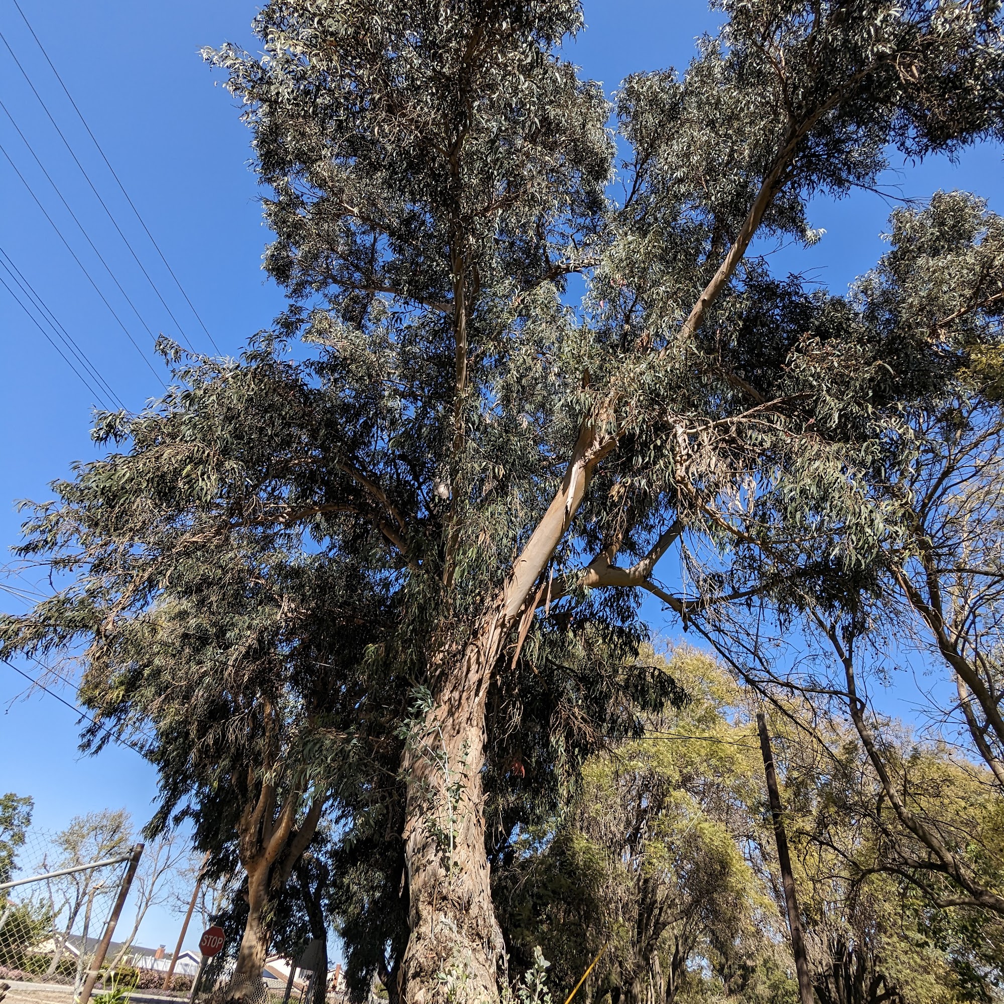 Boskovich Farms Inc Camarillo