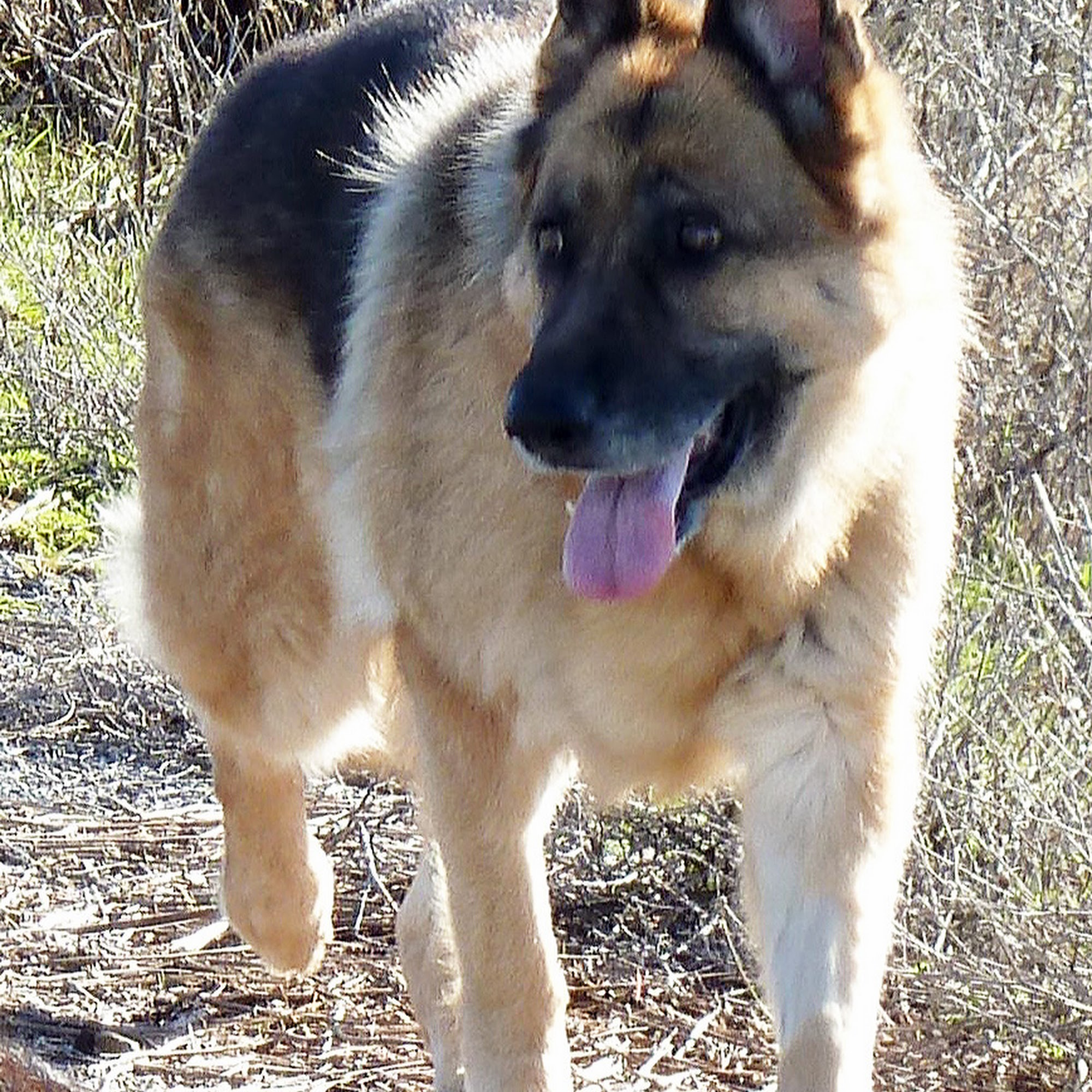 Airport Pet Clinic Cameron Park