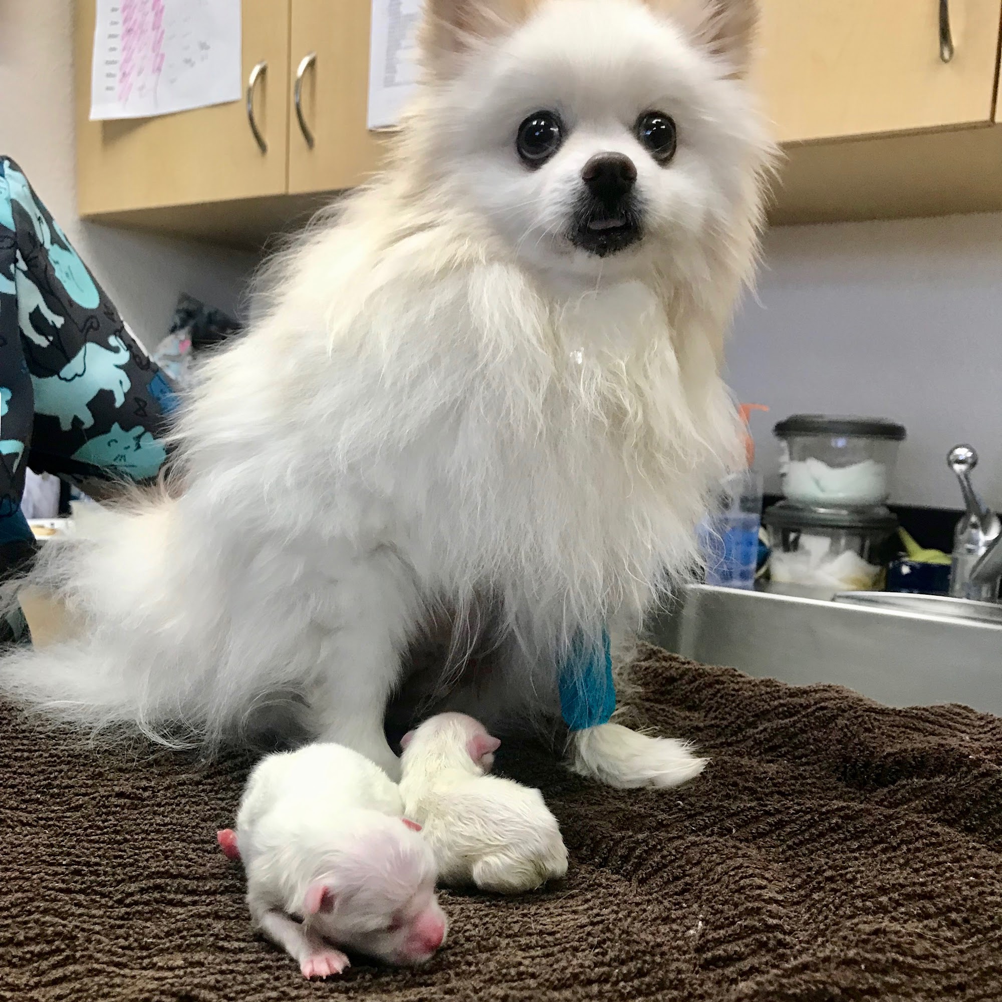 Goldorado Animal Hospital Cameron Park