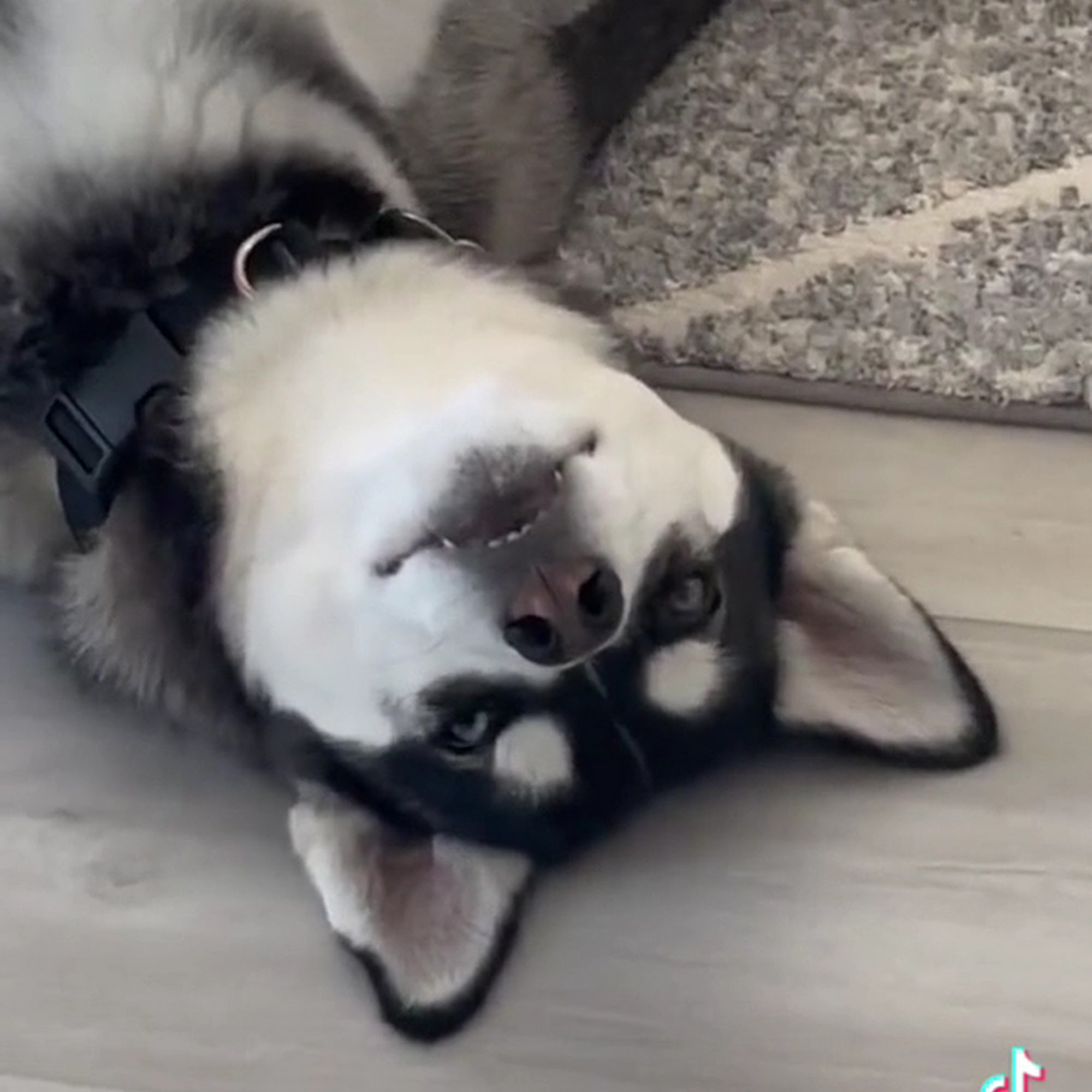 Companion Animal Hospital Cameron Park