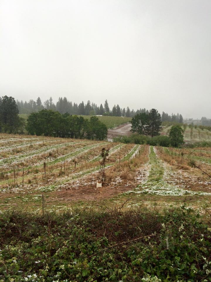 Larsen Apple Barn - Apple Hill #9 Camino