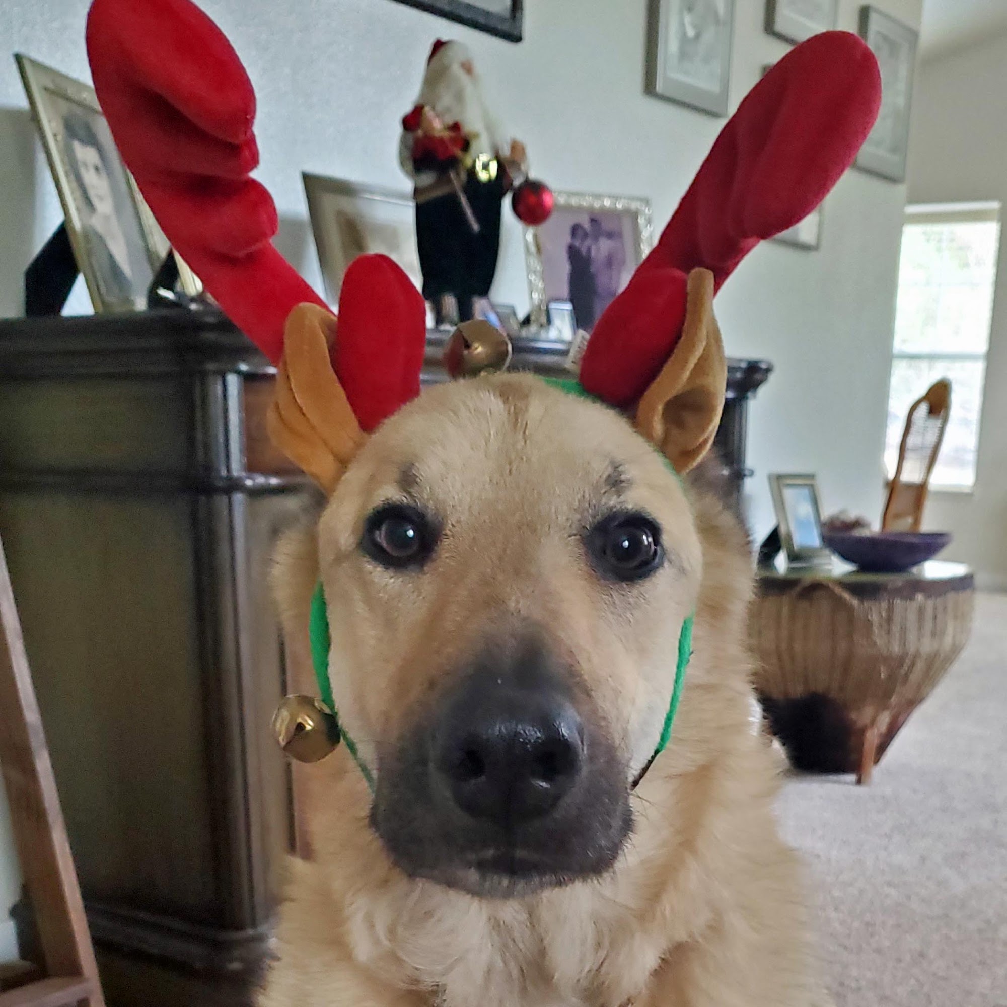 Camino Animal Hospital Camino