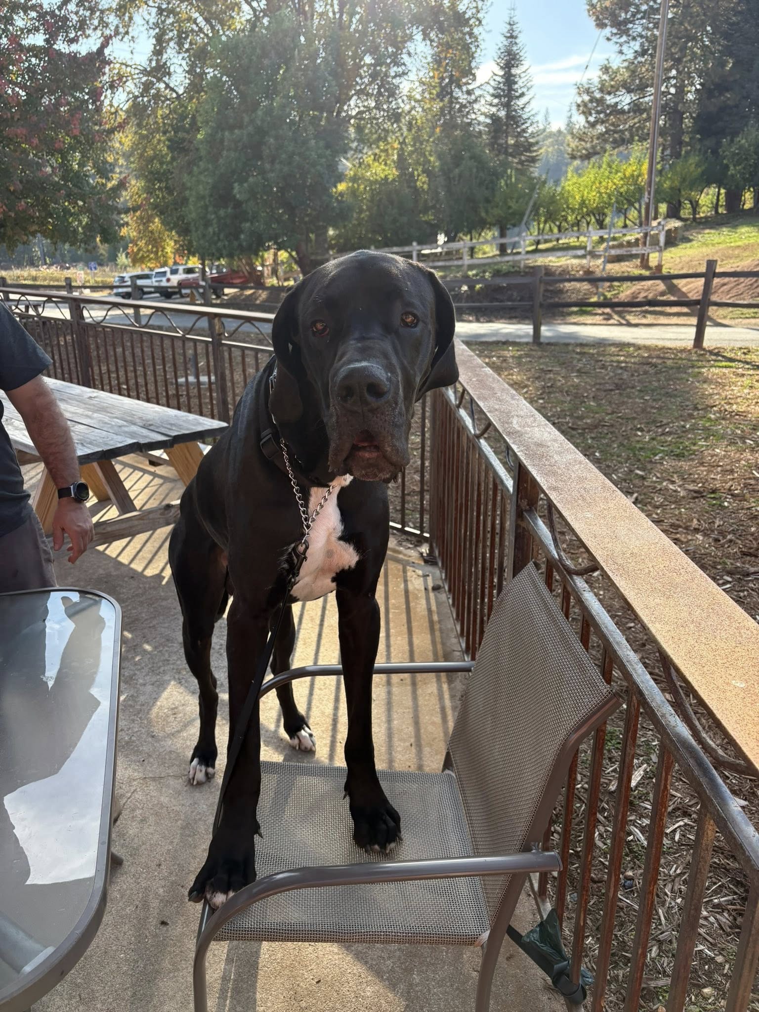 North Canyon Cider Company Camino