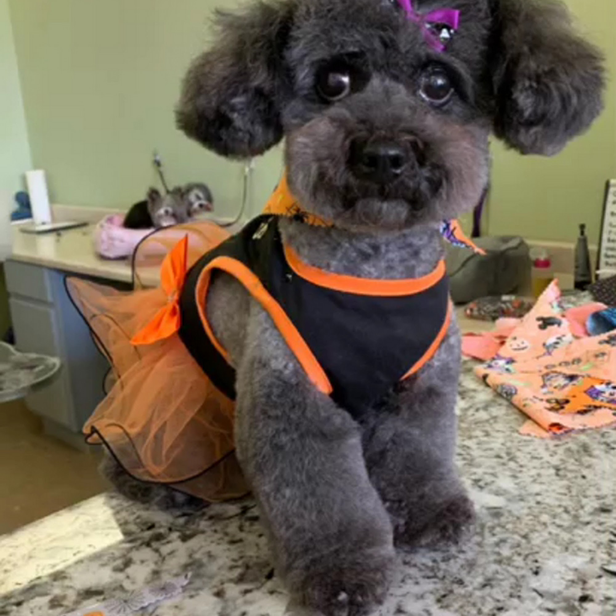 Doggie Grooming Styles Campbell