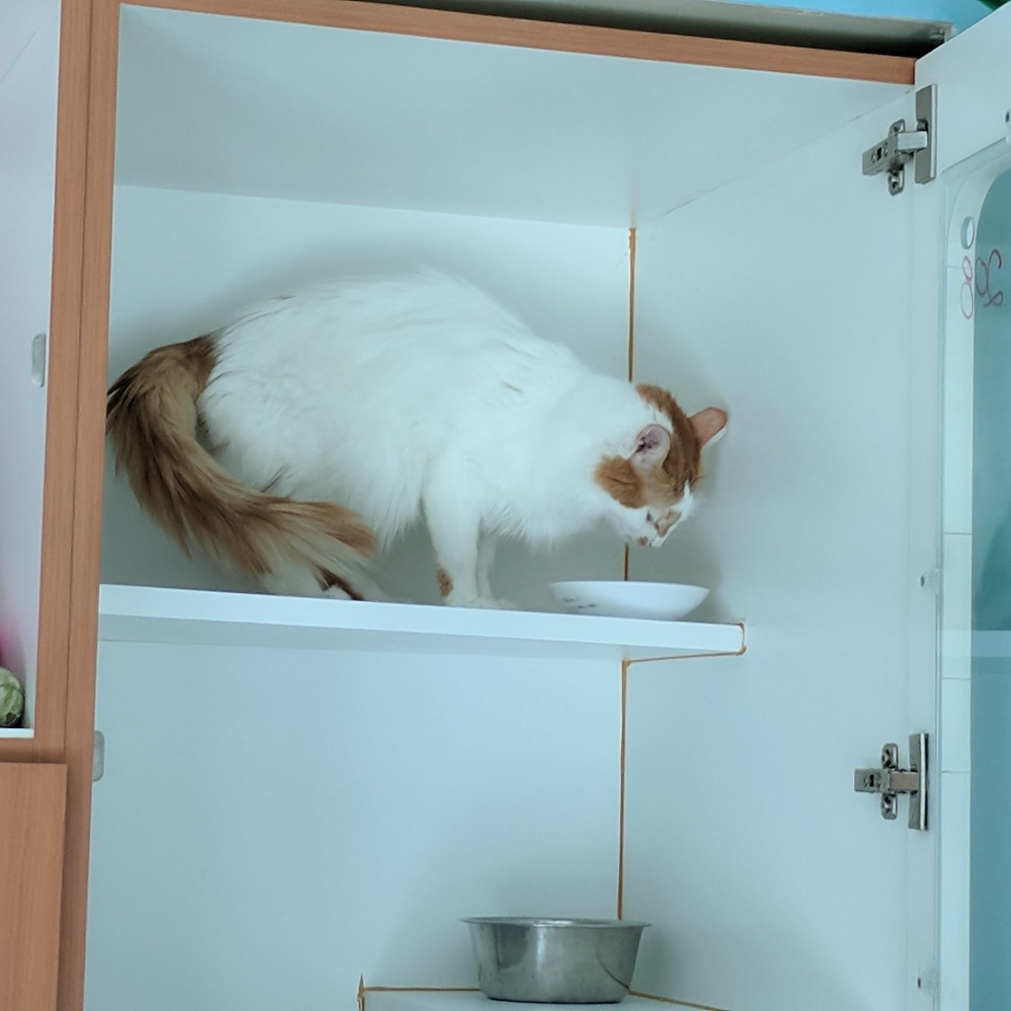 Paws Crossing Pet Resort & Spa Campbell