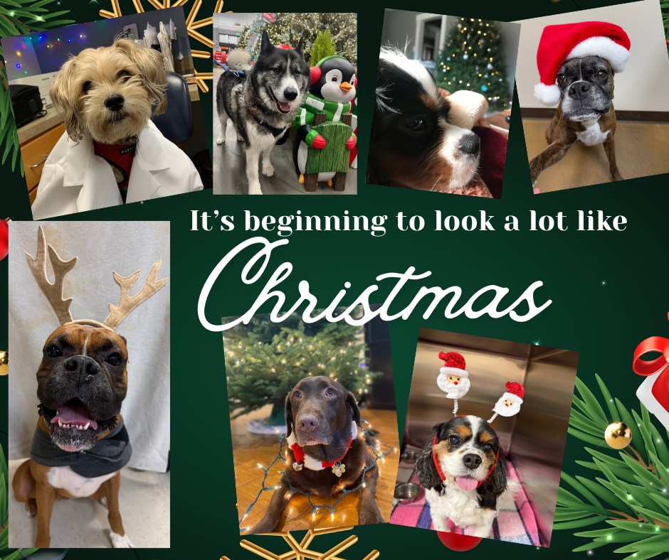 Animal Eye Specialists Campbell