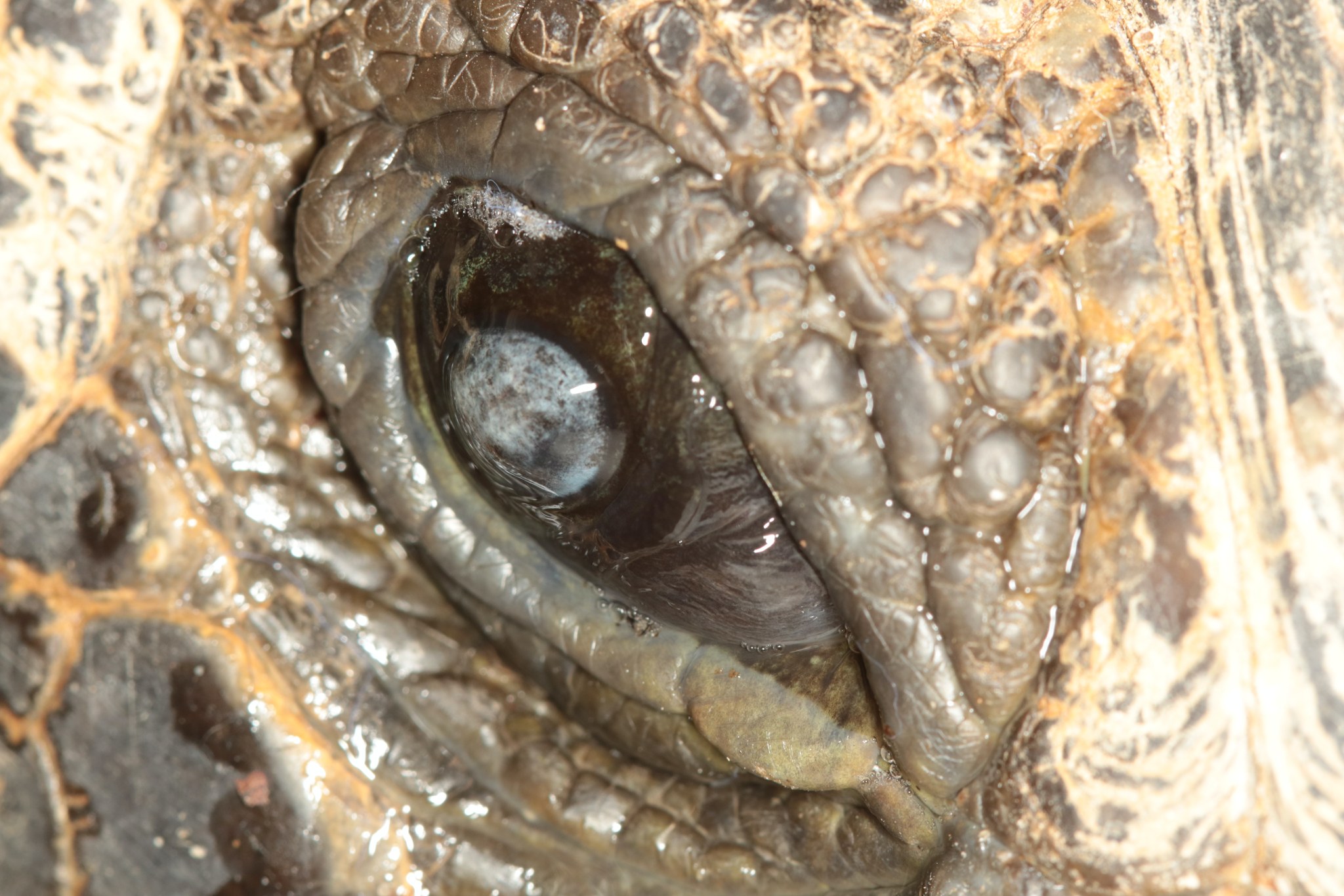 Animal Eye Specialists Campbell