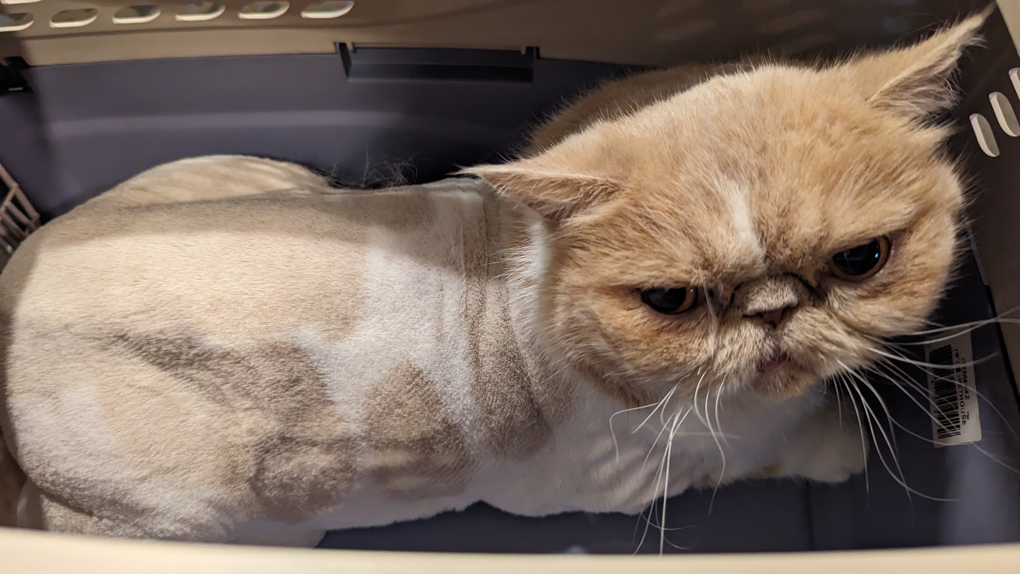 The Cat Hospital Campbell