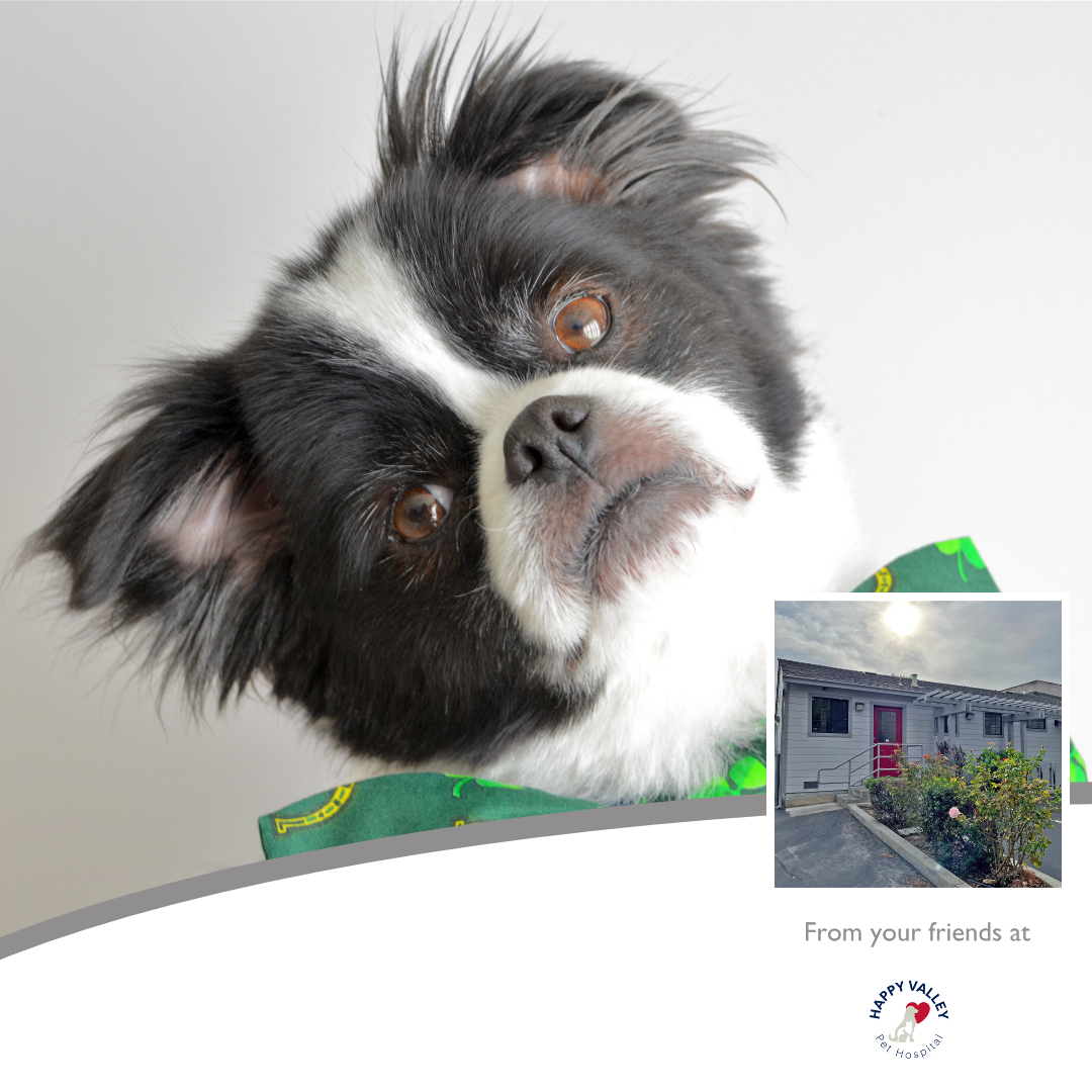 Happy Valley Pet Hospital Campbell