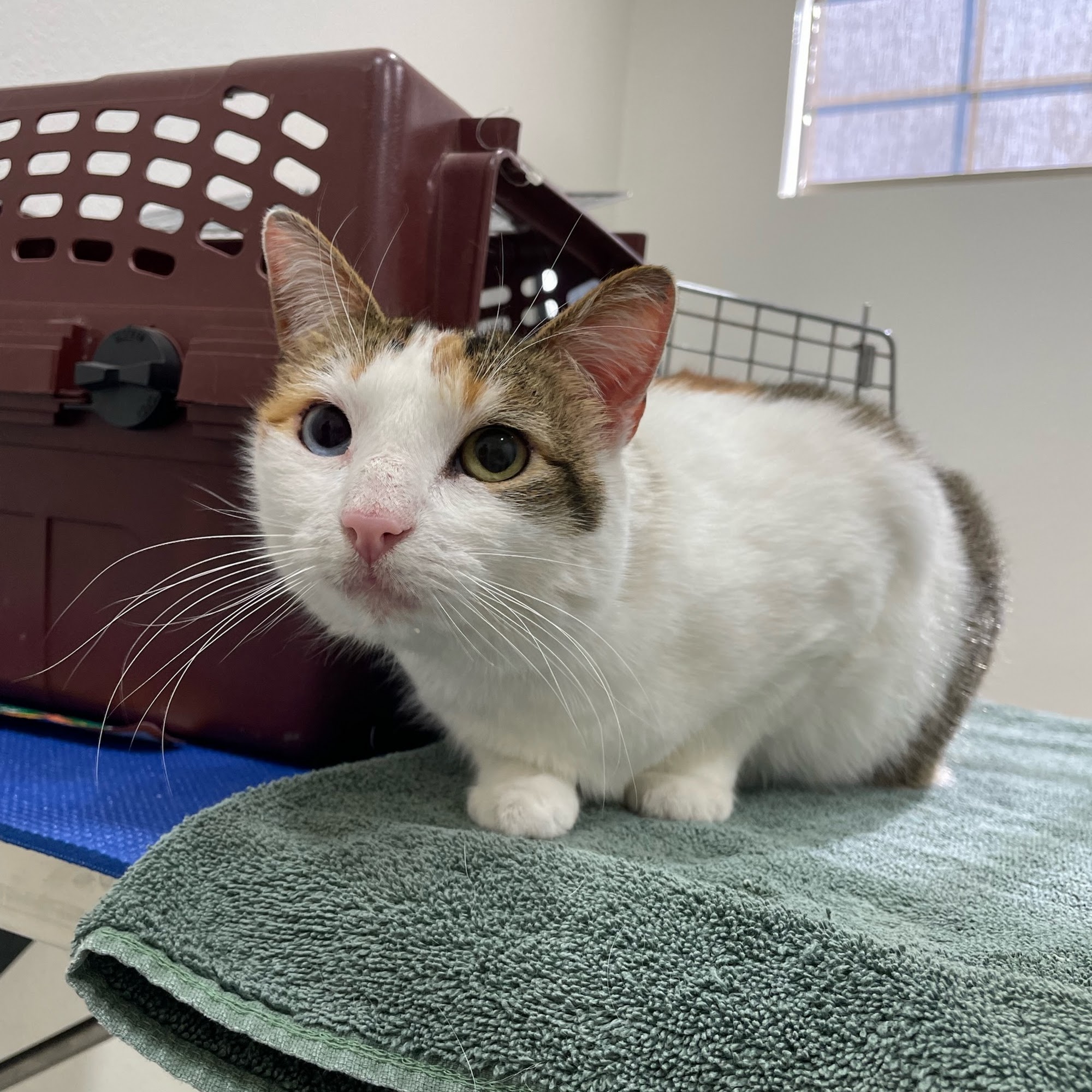 Happy Valley Pet Hospital Campbell