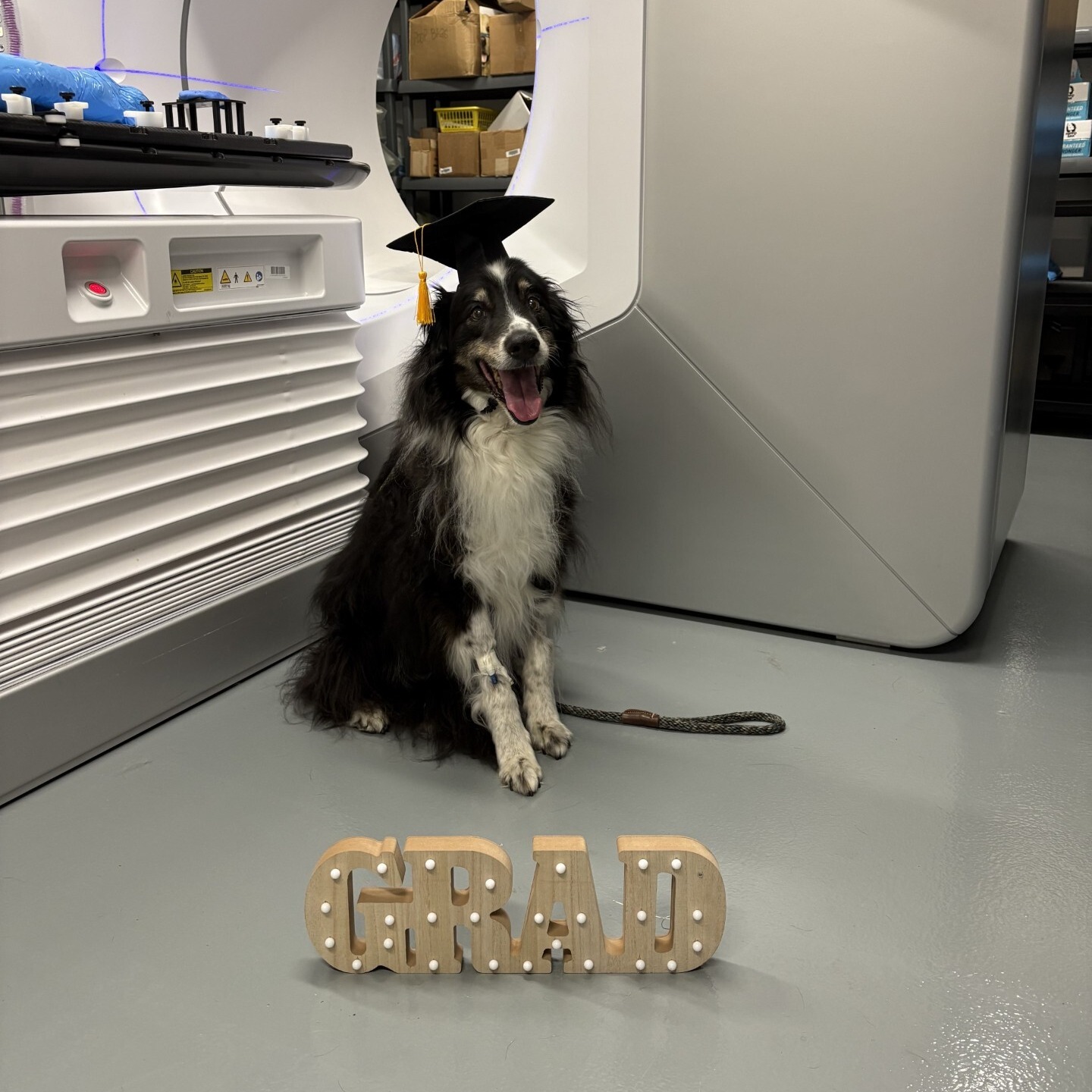 PetCure Oncology San Jose - Advanced Cancer Treatments for Cats & Dogs Campbell