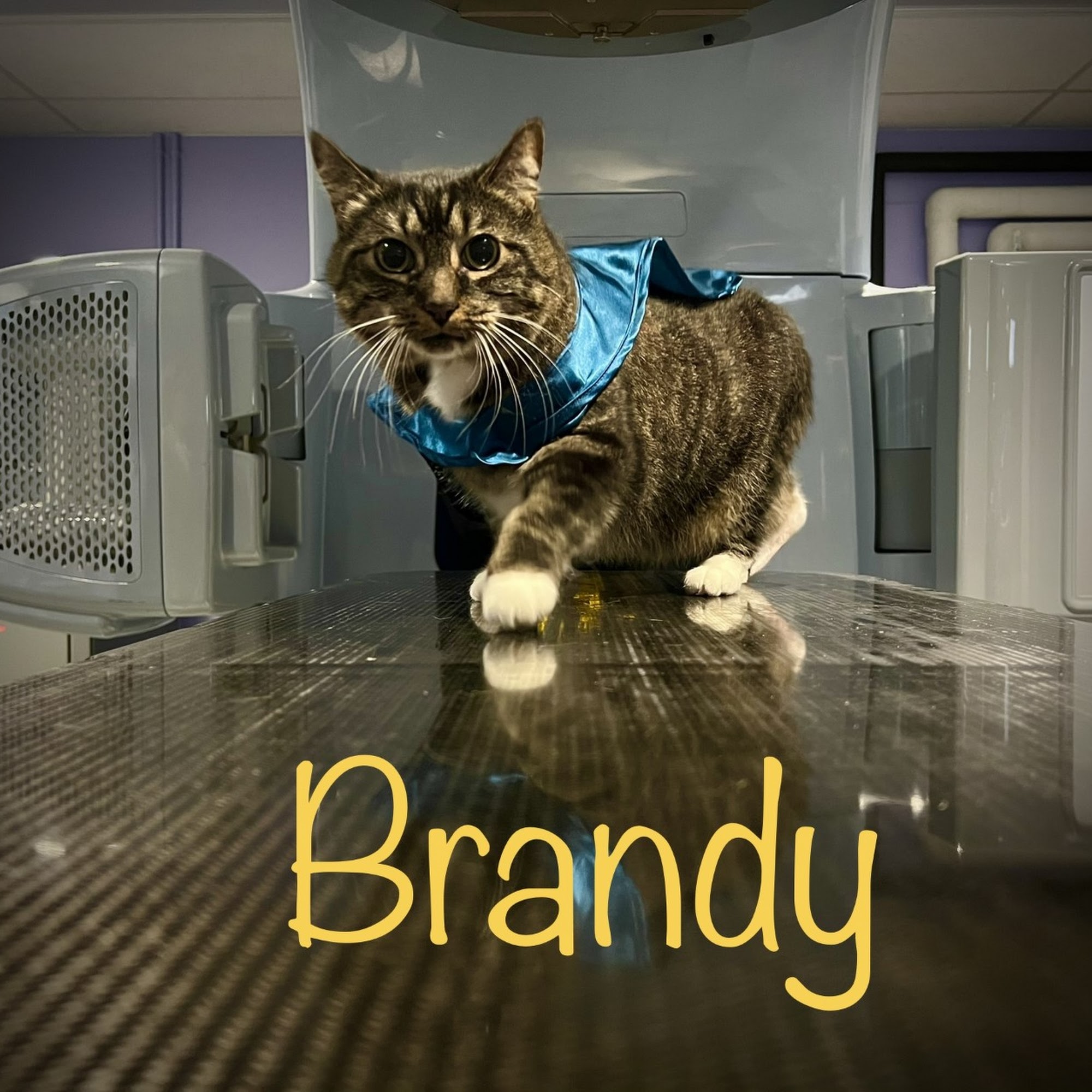 PetCure Oncology San Jose - Advanced Cancer Treatments for Cats & Dogs Campbell