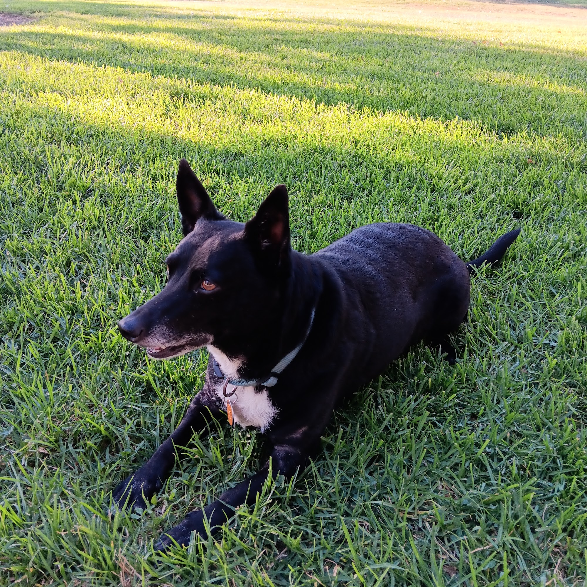 Just Food For Dogs Campbell