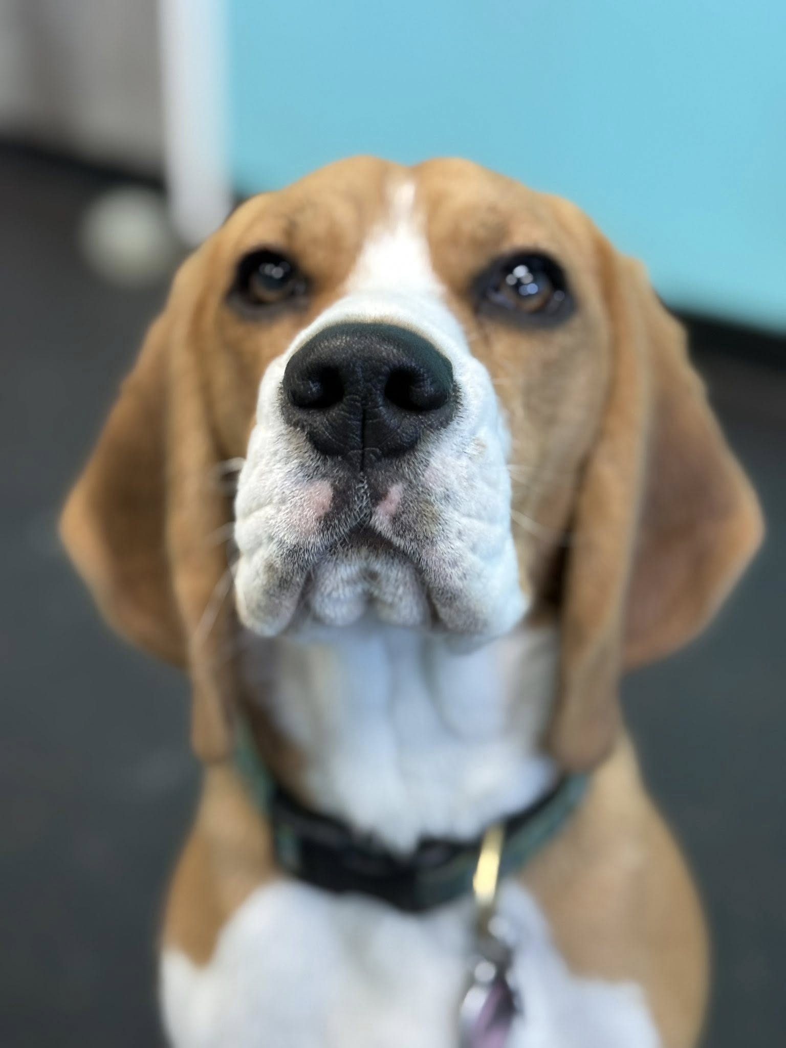 South Bay Dog Training Campbell