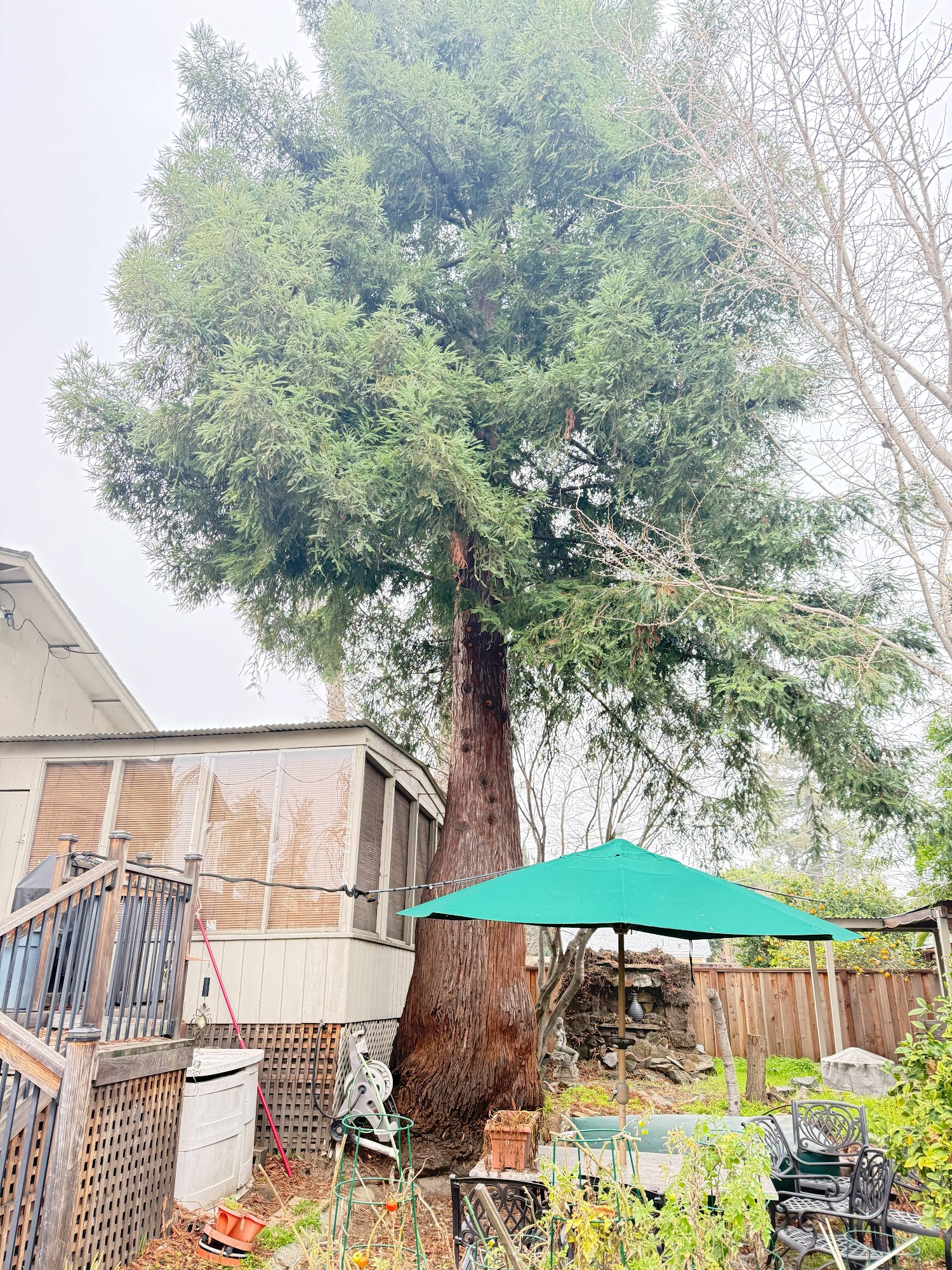 A-1 Expert Tree Services