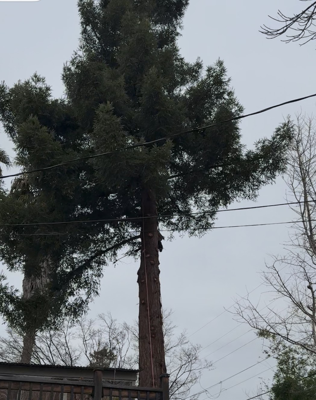 A-1 Expert Tree Services