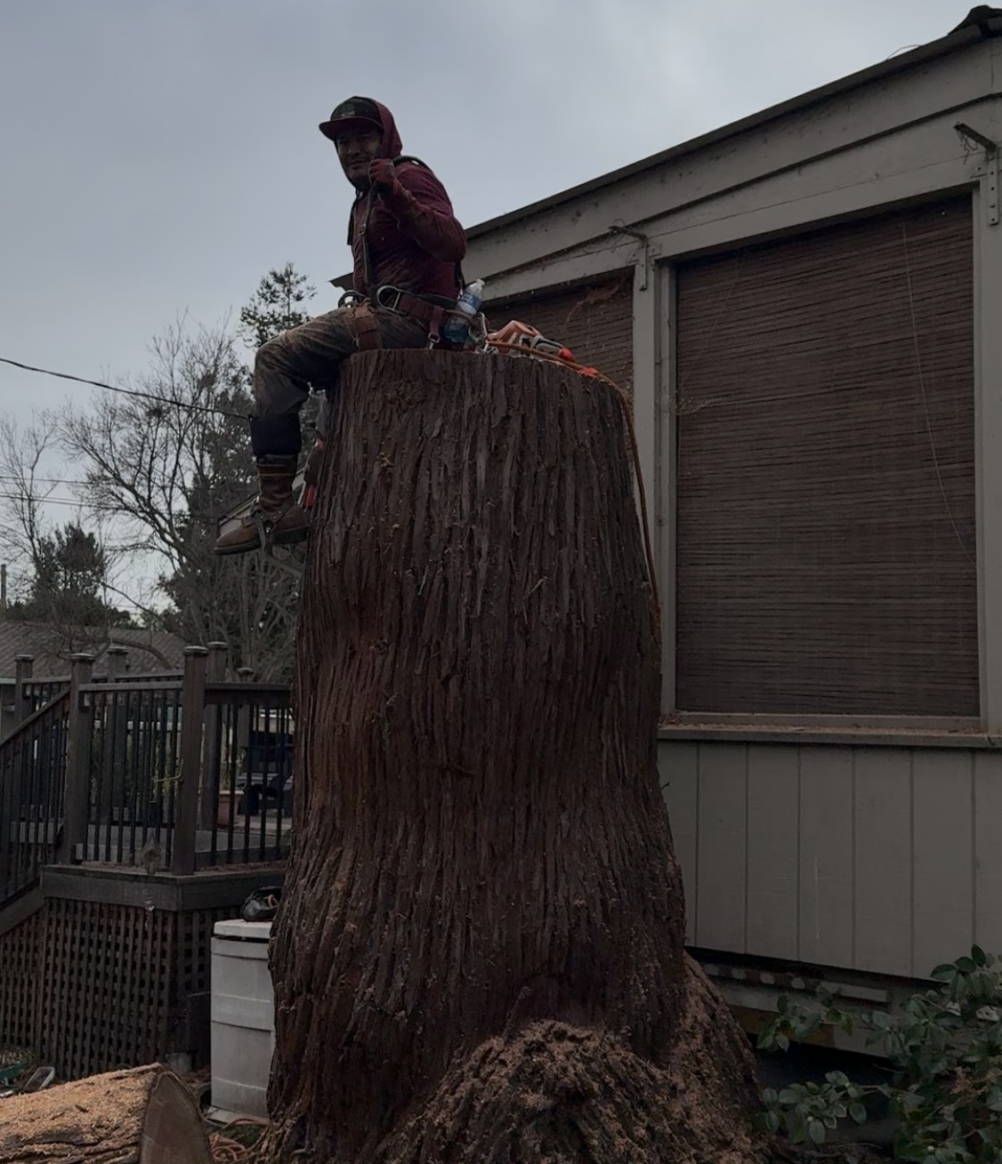 A-1 Expert Tree Services