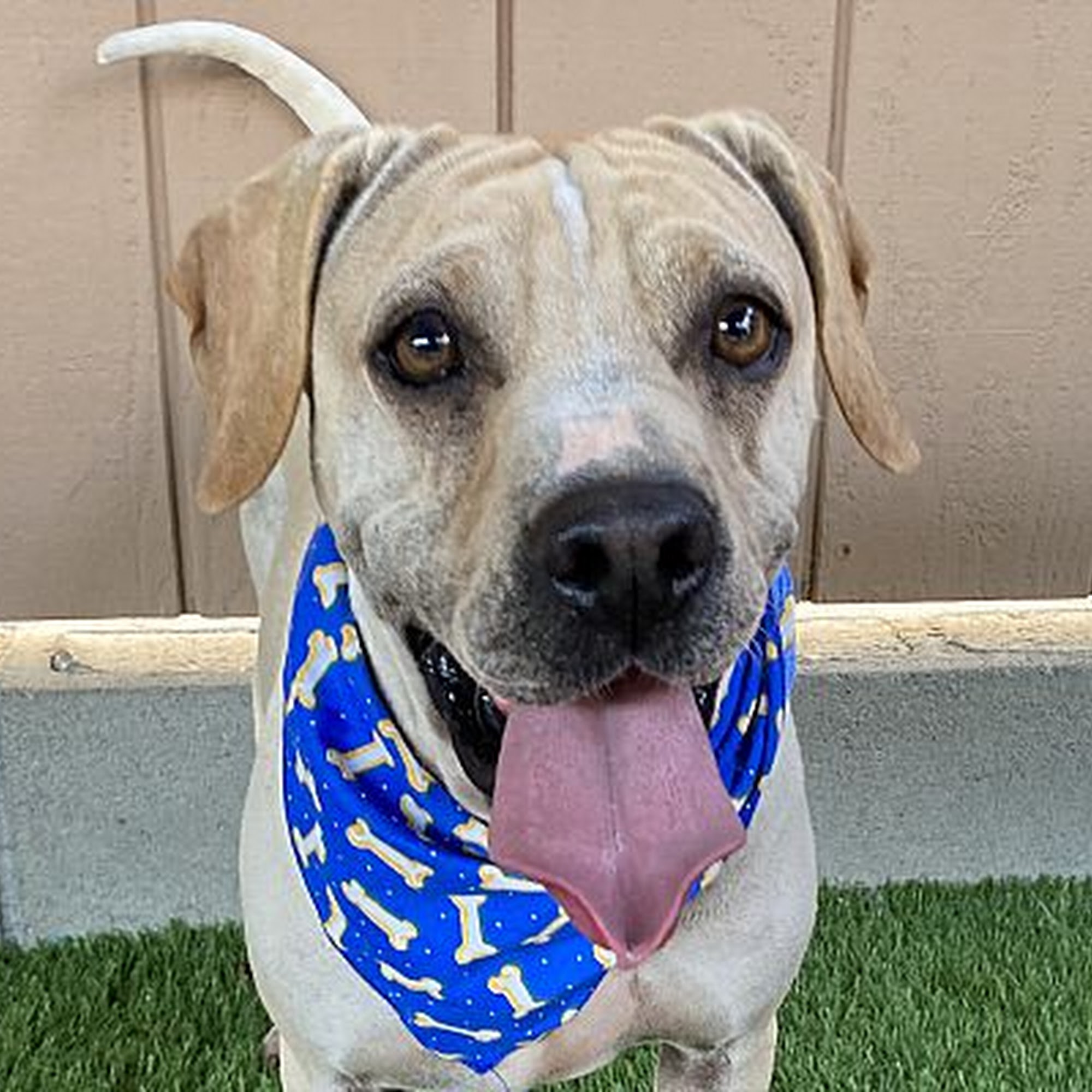 Pet Adoption Fund Canoga Park