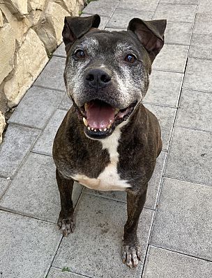 Pet Adoption Fund Canoga Park