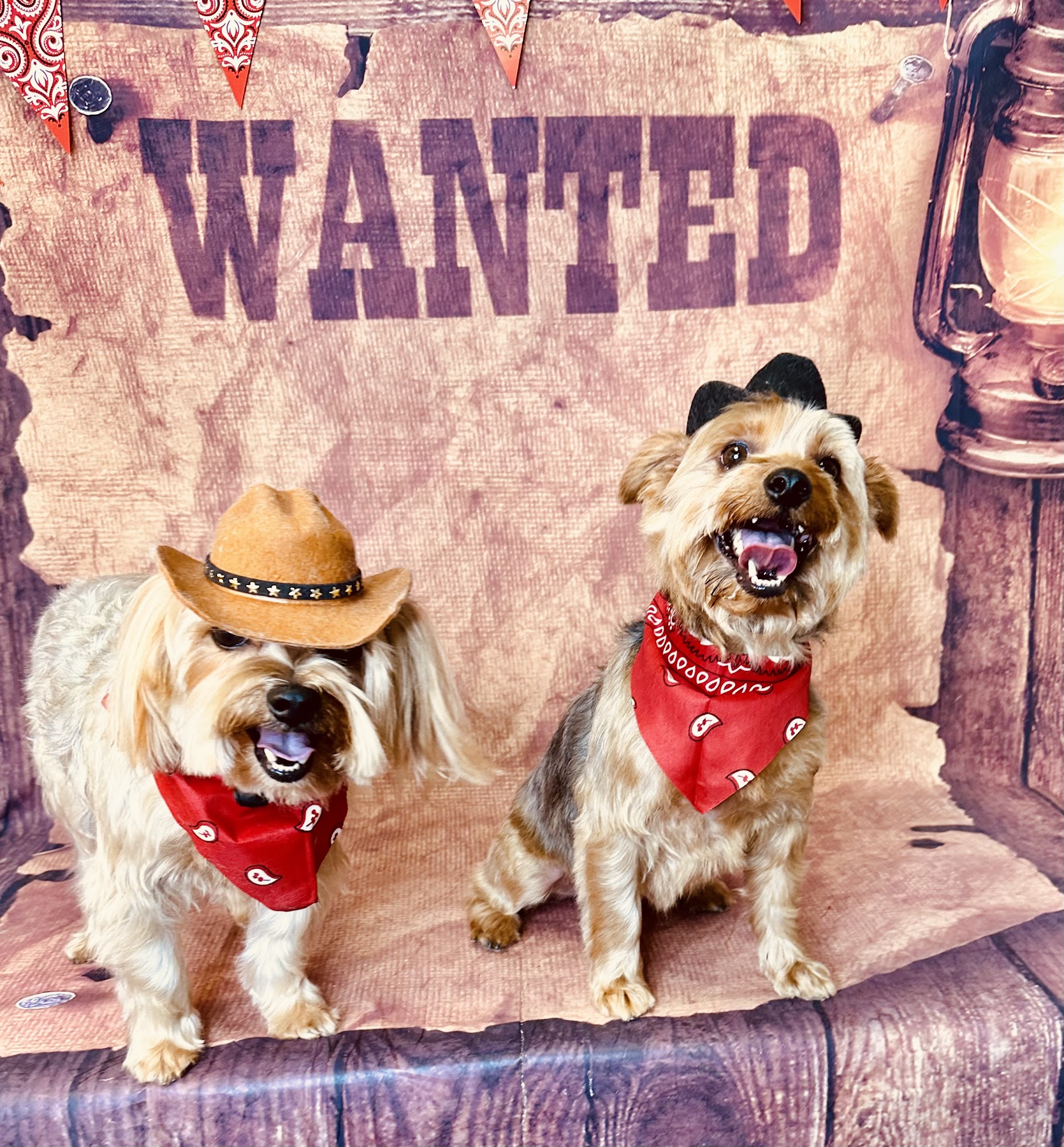 Tali Tails Dog Grooming & Daycare Canoga Park