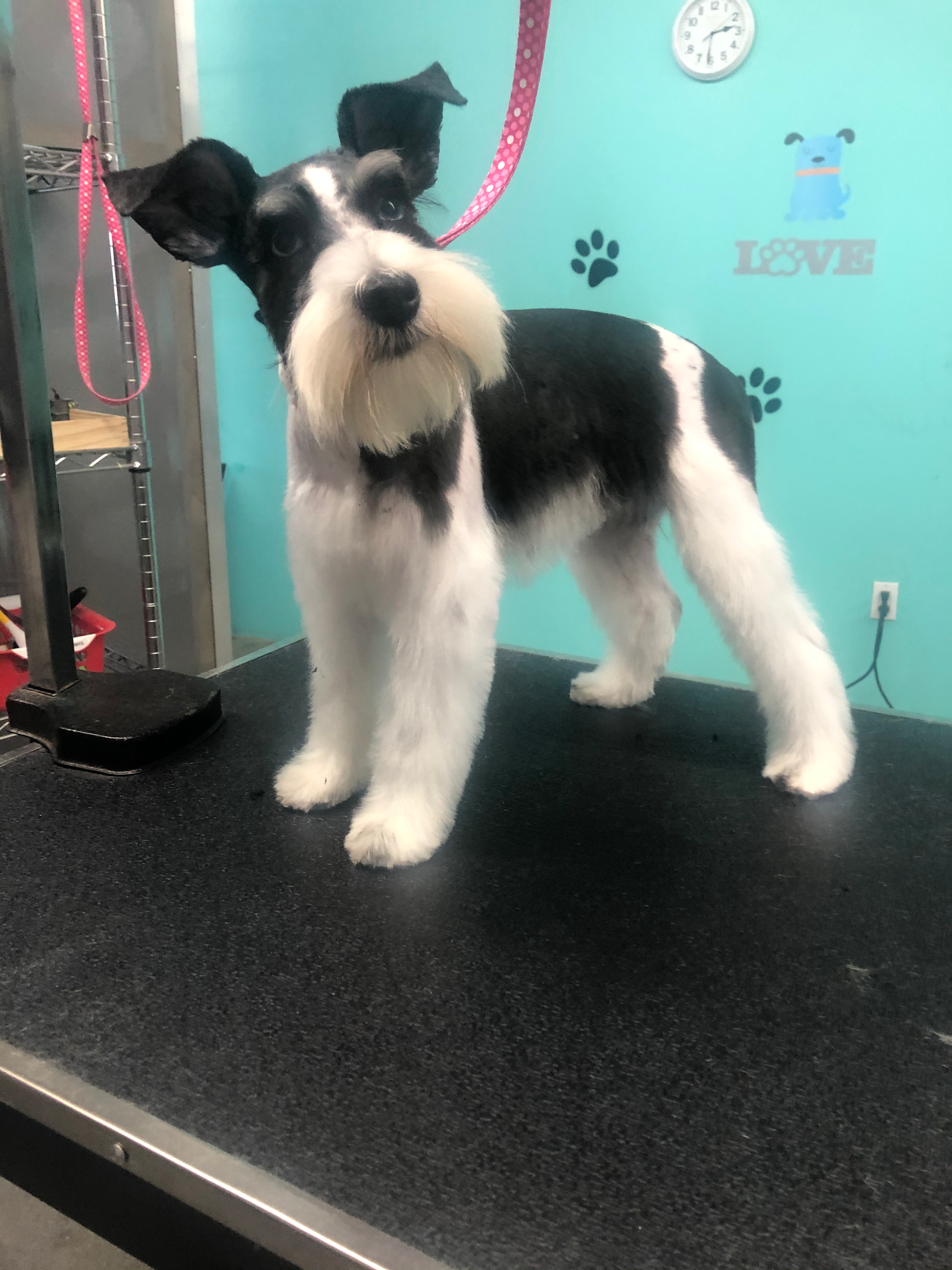 On The S'paw Pet Grooming Salon Canyon Country