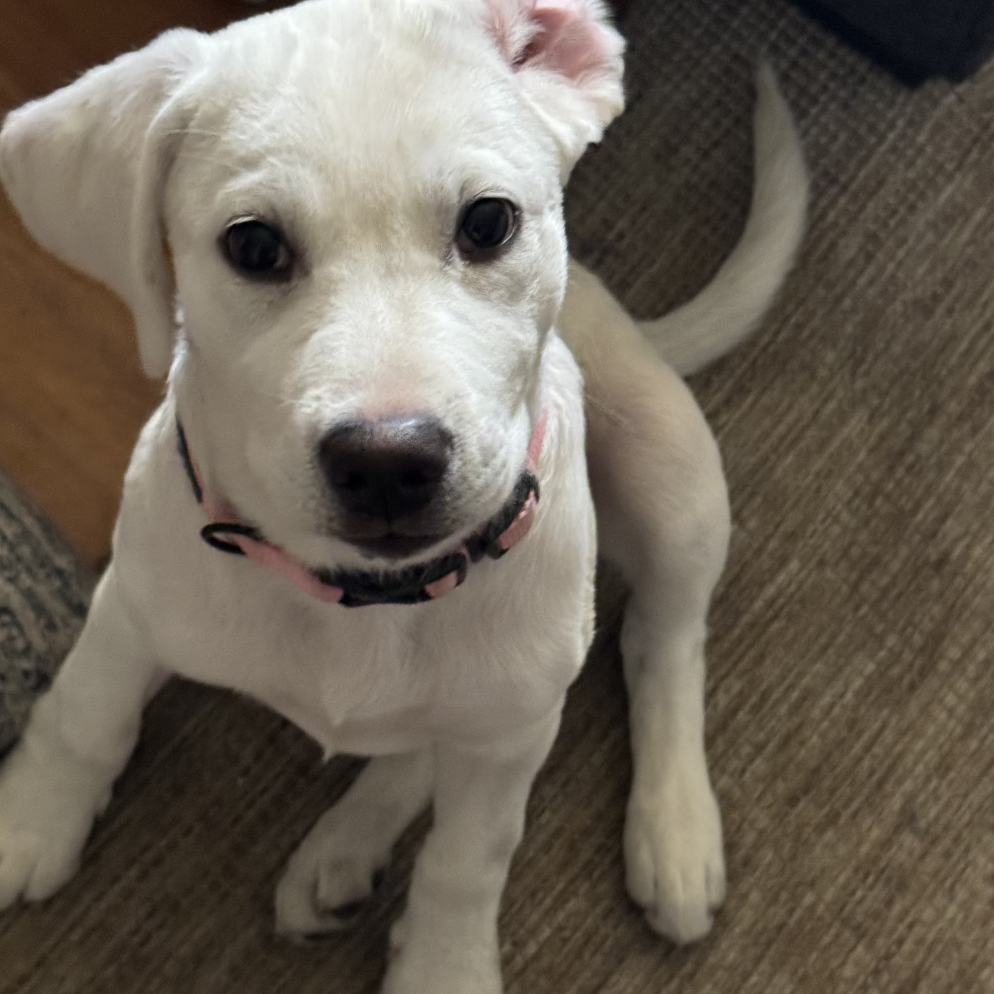 Five Star Labradors Whites Canyon Rd, Canyon Country California 91351