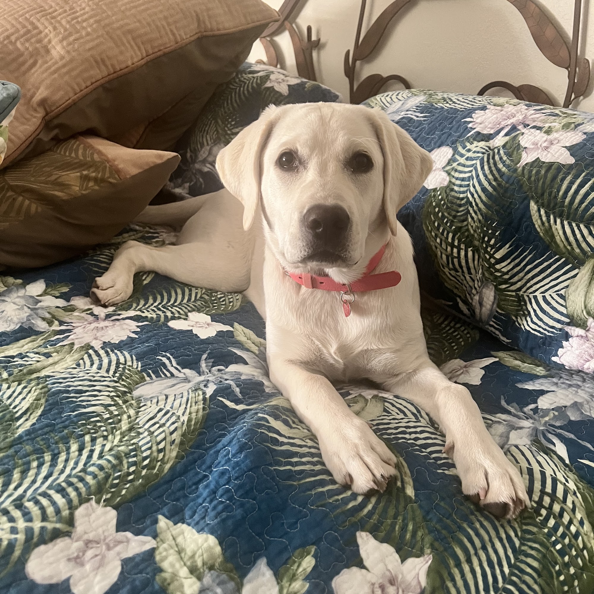 Five Star Labradors Canyon Country