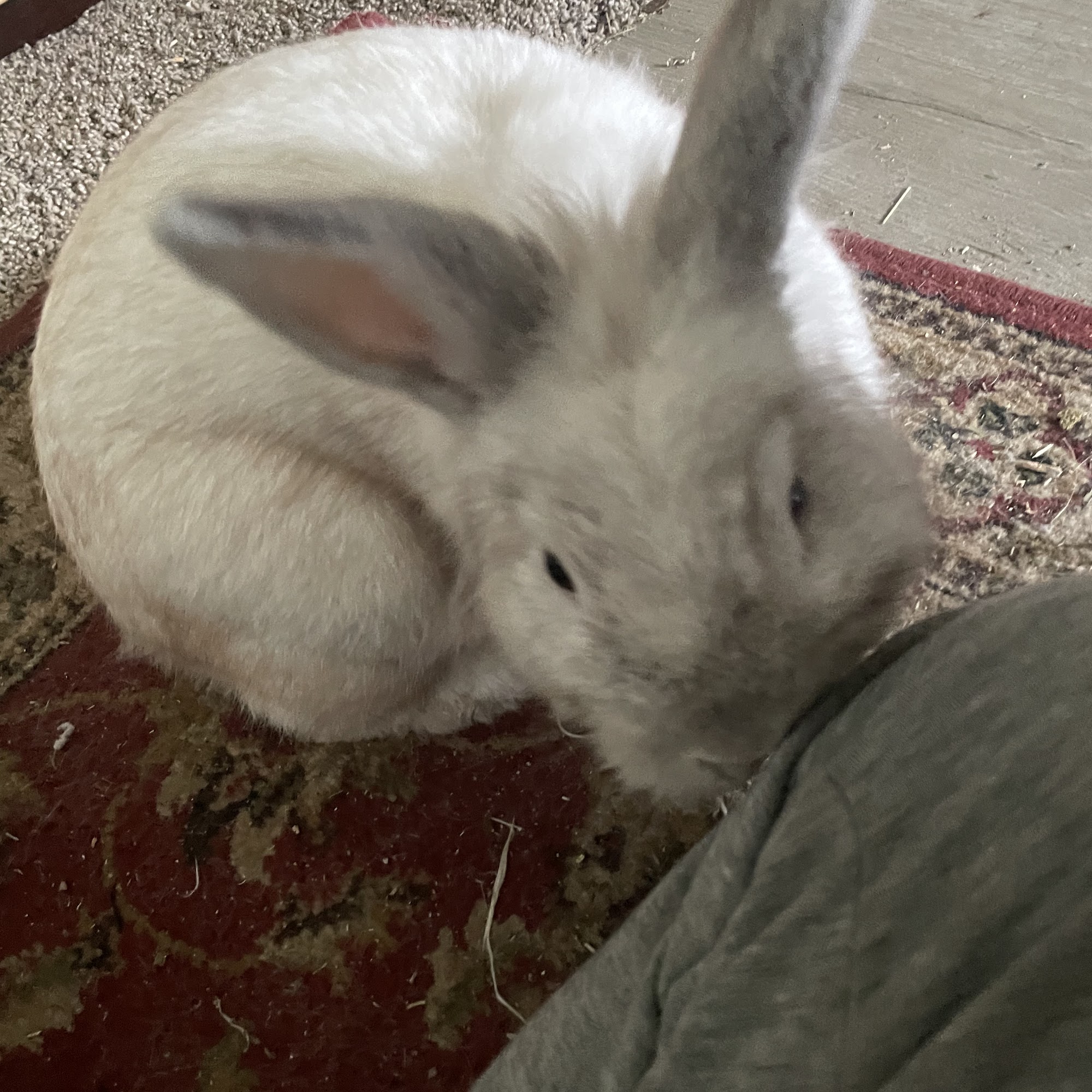 Not Just 4 Paws Animal Hospital Canyon Lake