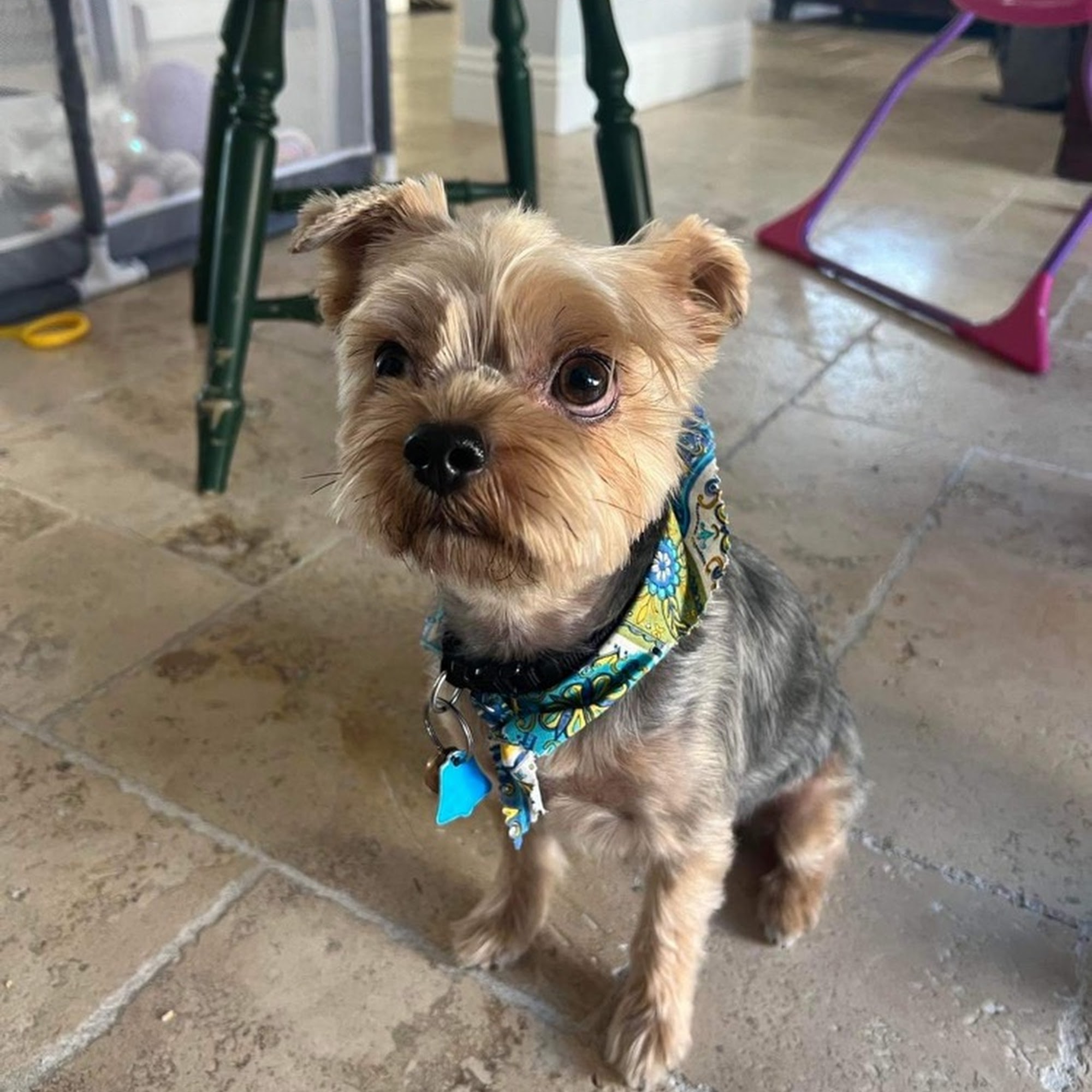 Just For Paws Canyon Lake