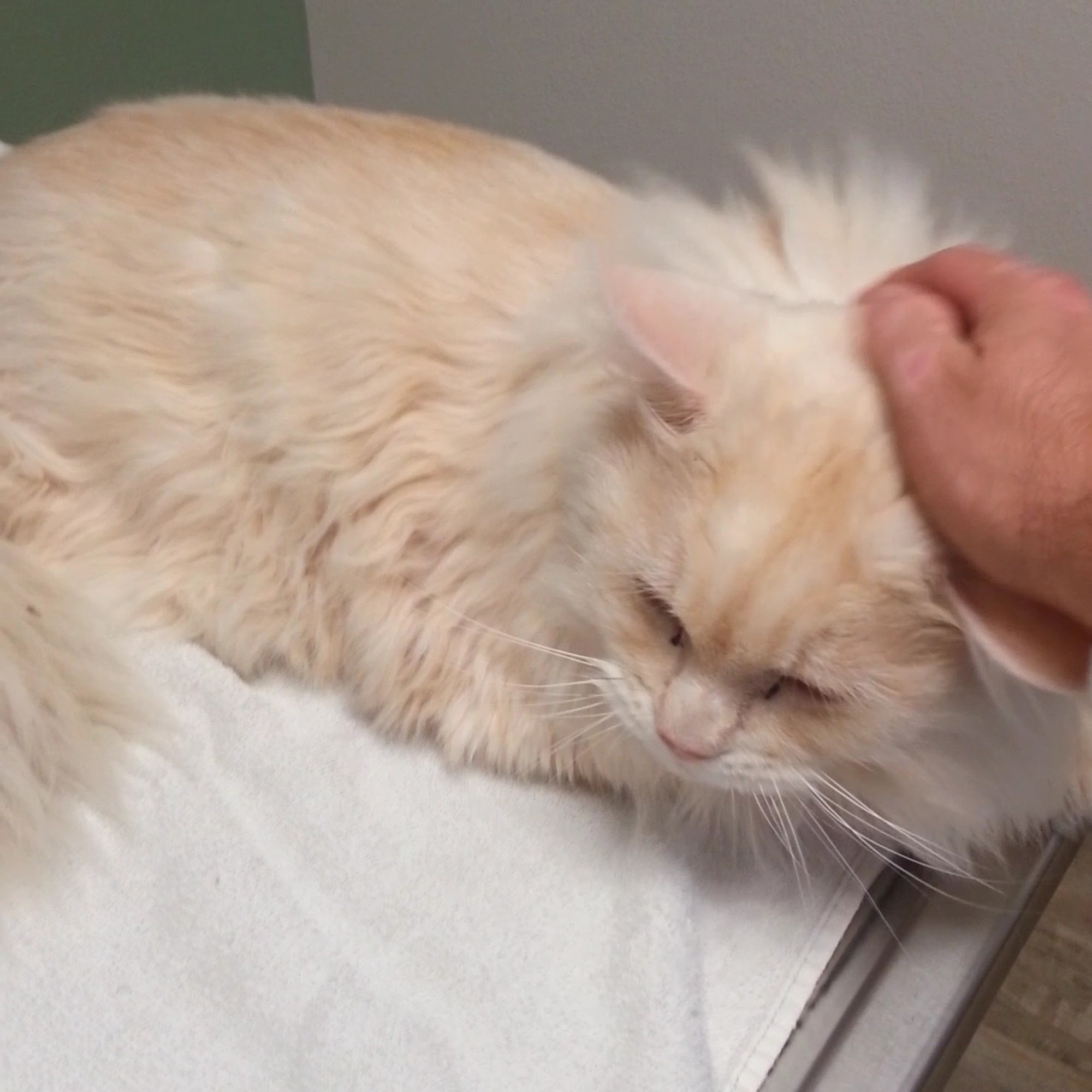 Santa Cruz Veterinary Hospital Capitola