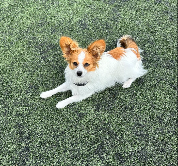 Dog Busters San Diego Cardiff