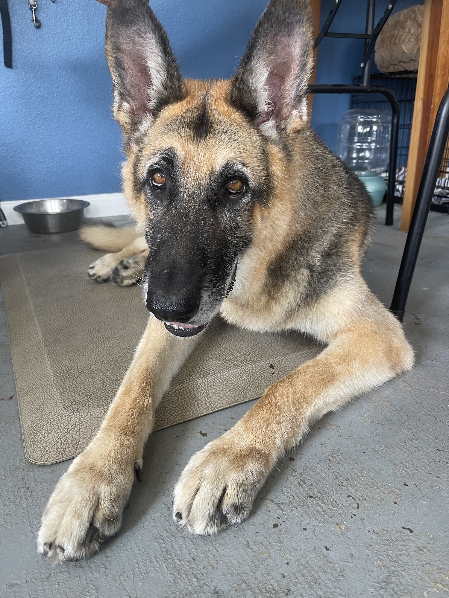 Bark Shoppe Carlsbad