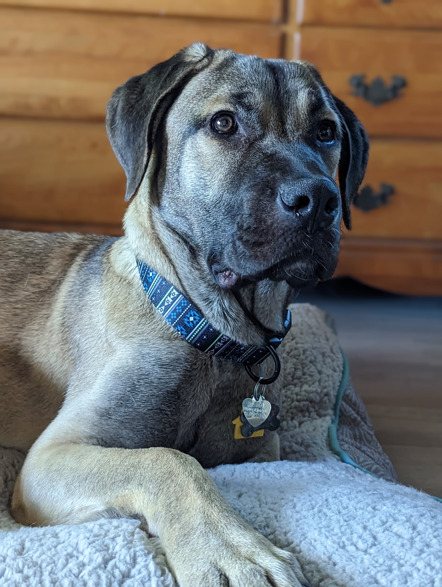 VCA Aviara Animal Hospital Carlsbad