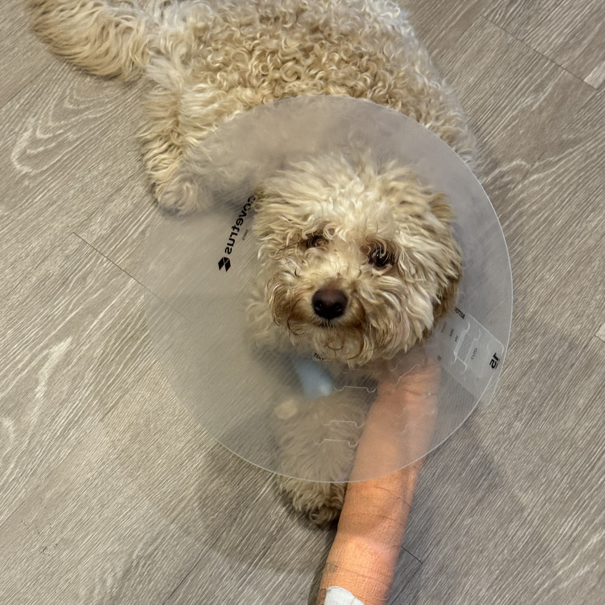 Mohnacky Animal Hospitals of Carlsbad Carlsbad