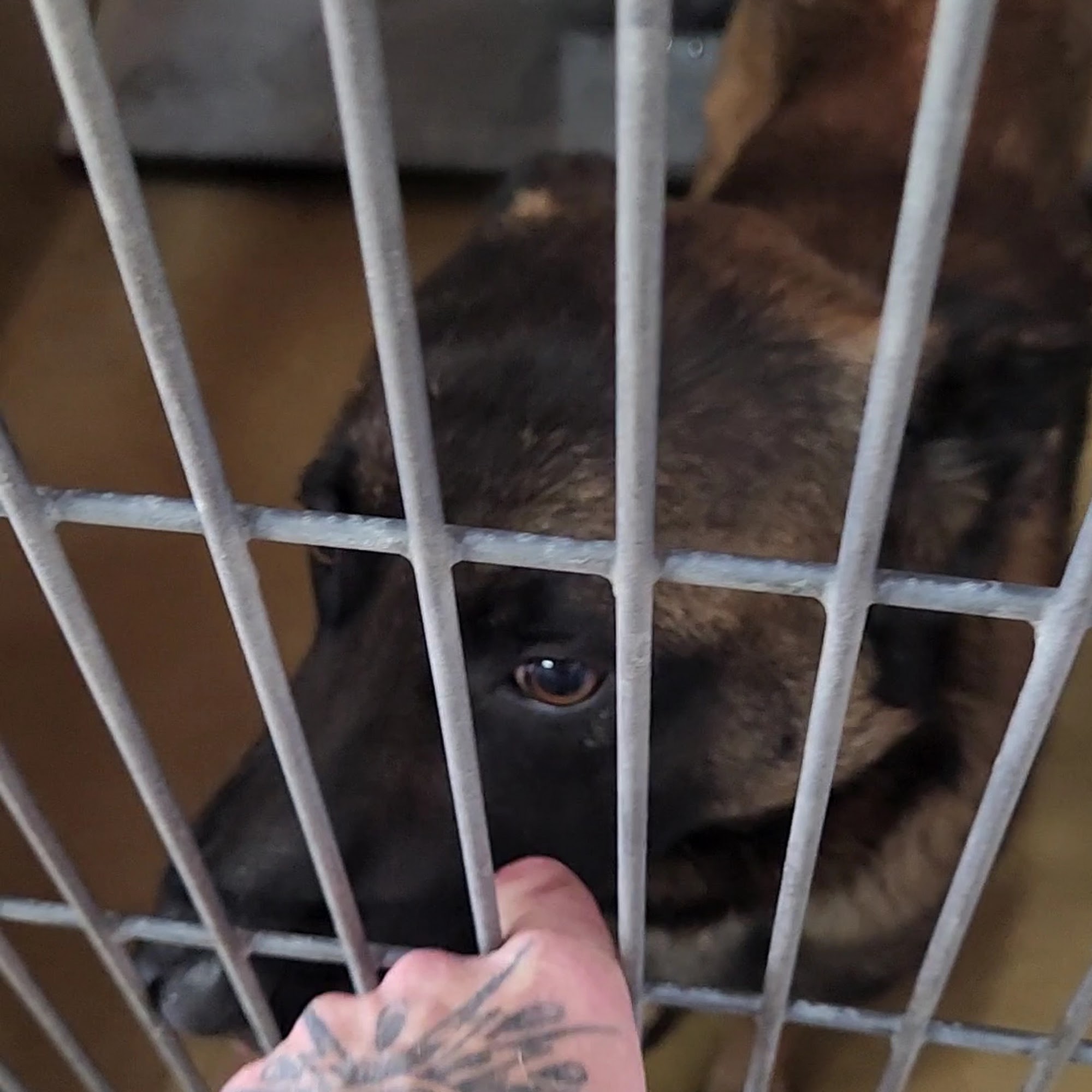 County of San Diego Department of Animal Services Carlsbad