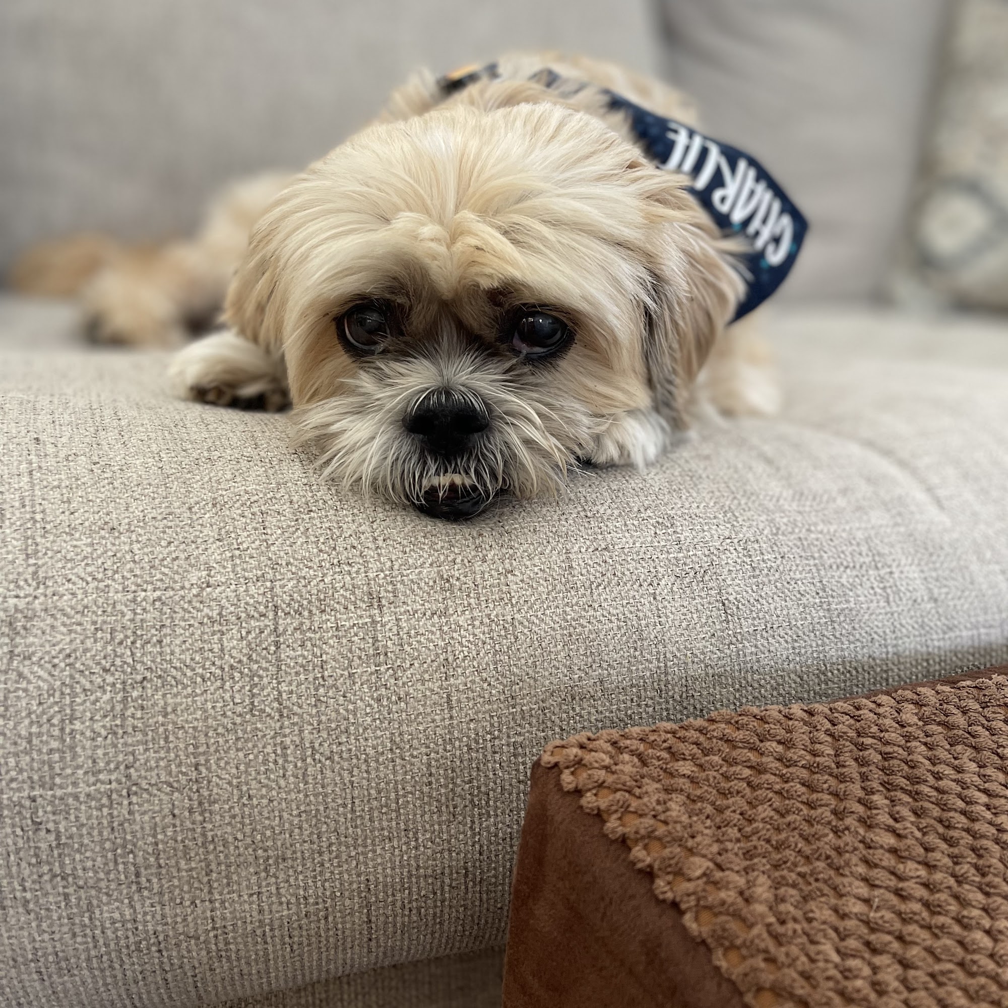 Paw Purrfection Carlsbad