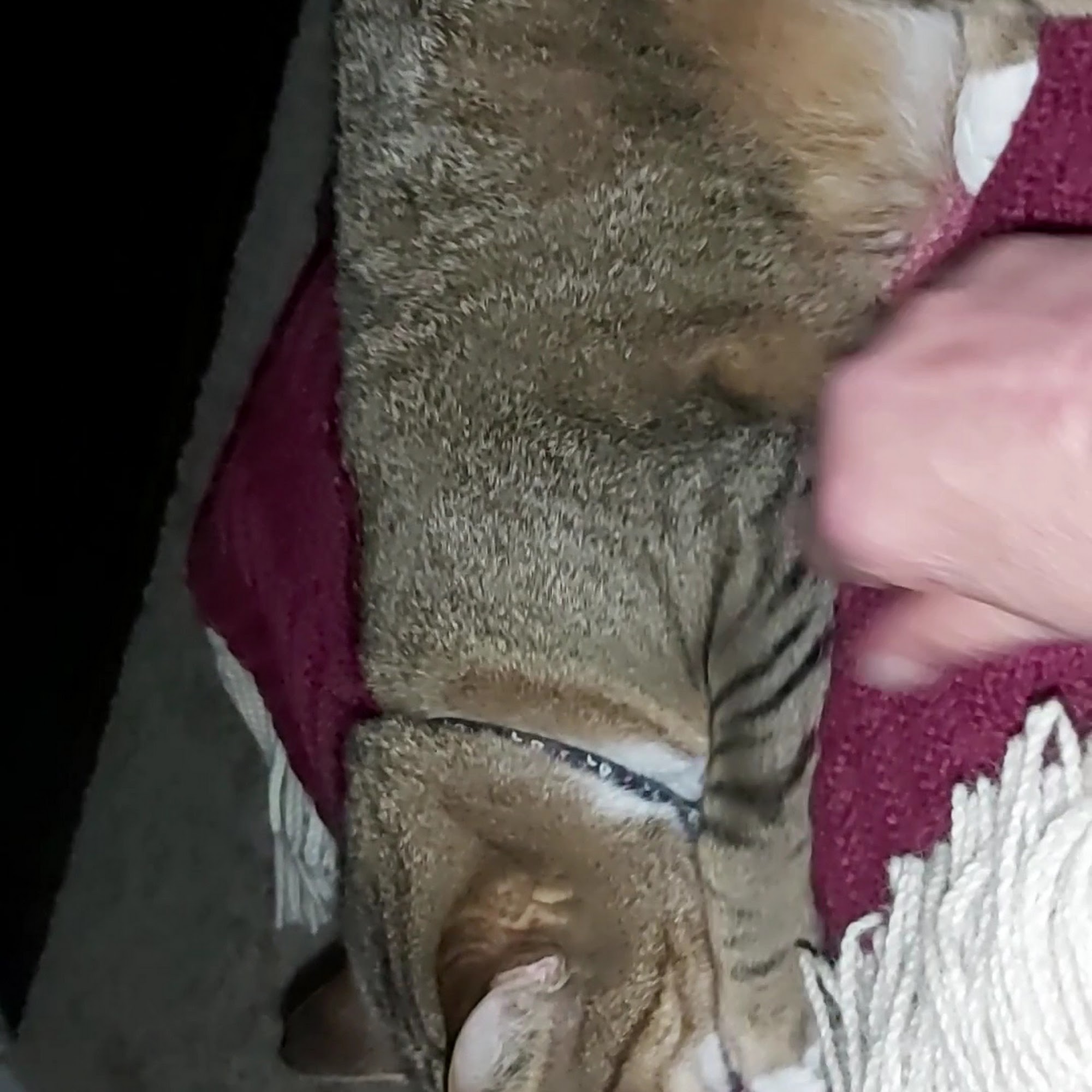 Bressi Ranch Pet Hospital Carlsbad