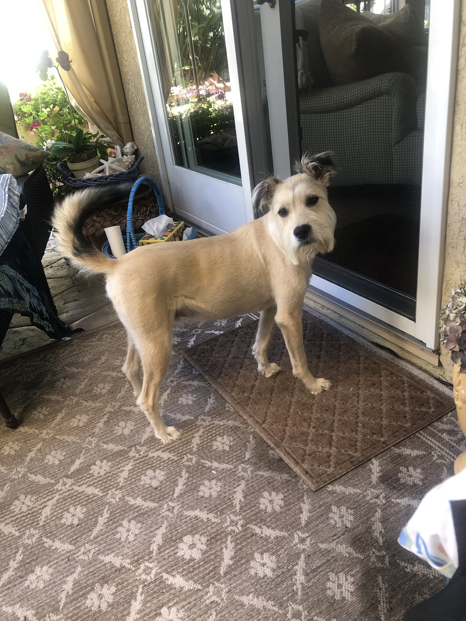 Bressi Ranch Pet Hospital Carlsbad