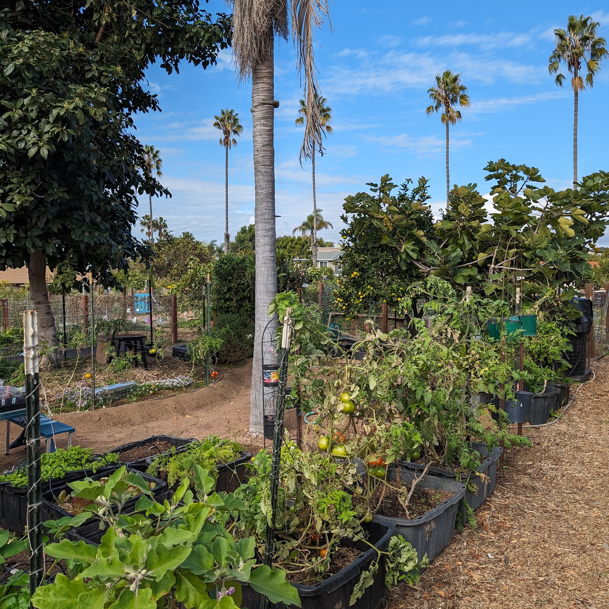 Smerdu Community Garden Carlsbad