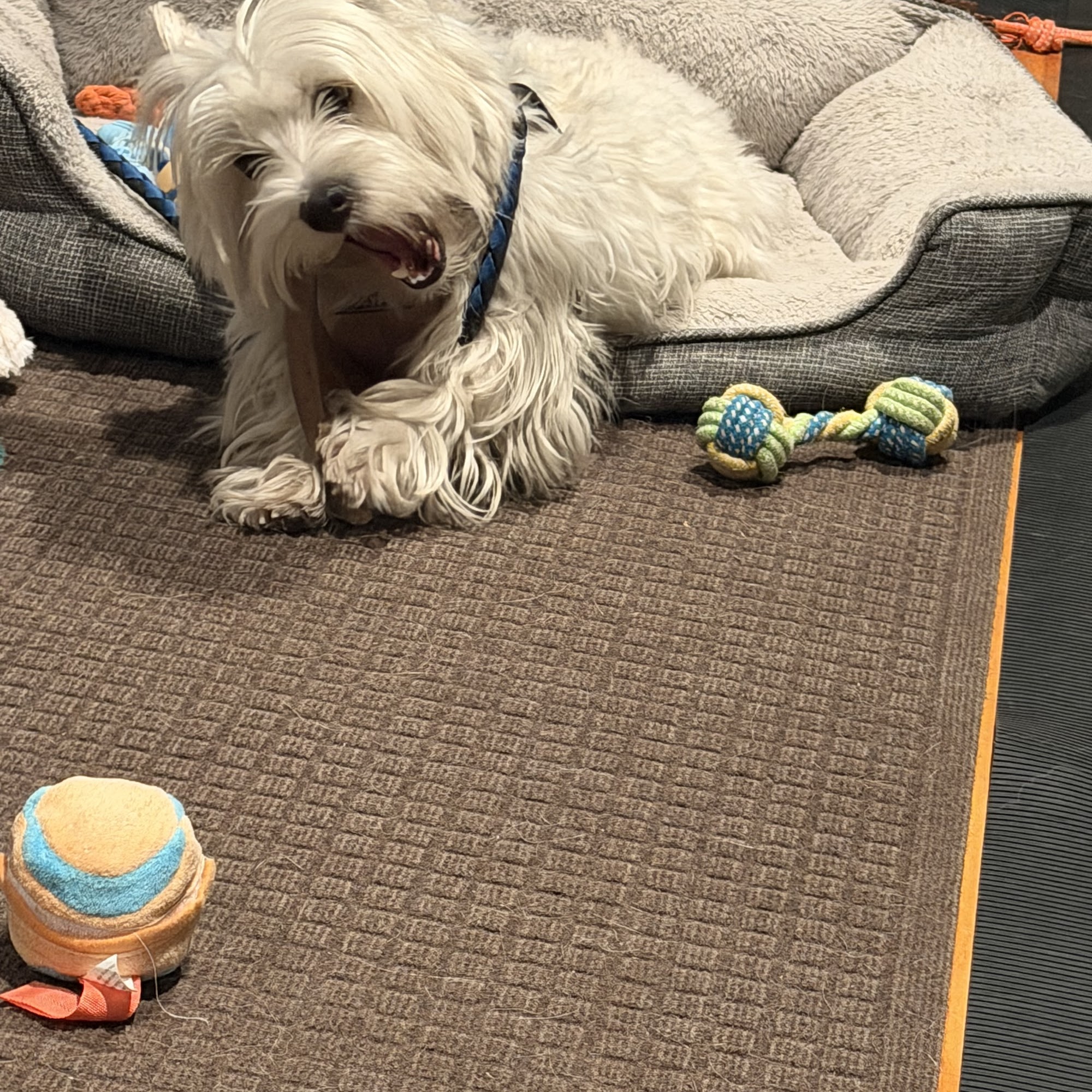 Signature Paw Spa Carmel-by-the-Sea