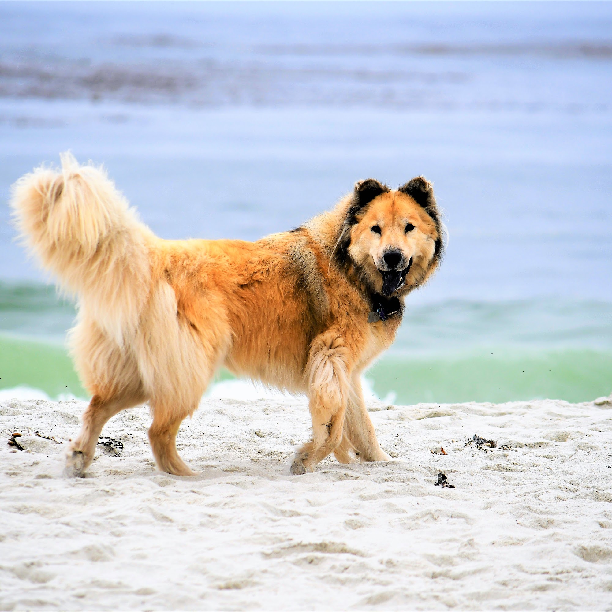 Carmel Valley Veterinary Hospital Carmel Valley